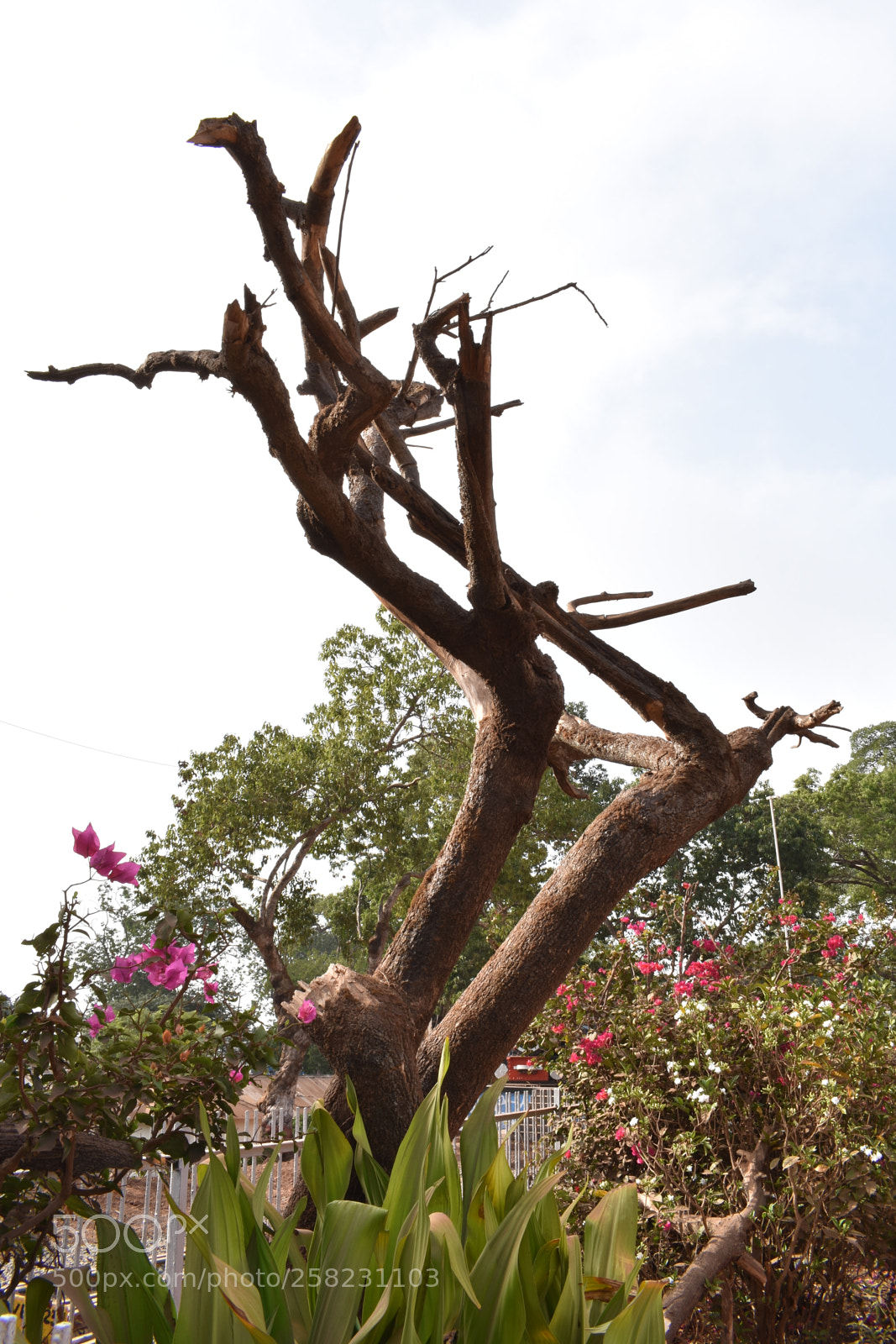Nikon D3400 sample photo. Dry tree in matheran photography