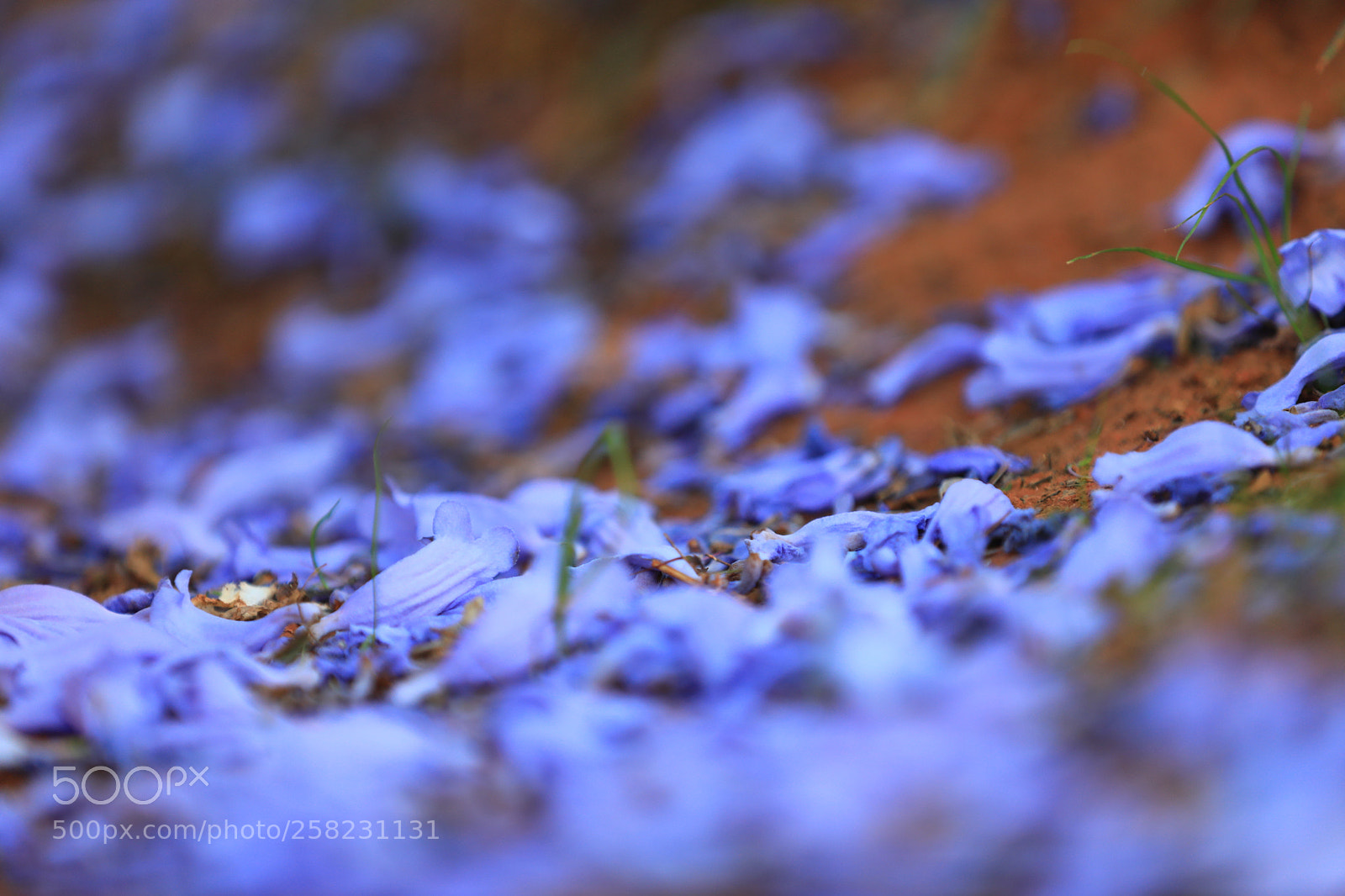 Canon EOS 5D Mark IV sample photo. Untitled photography
