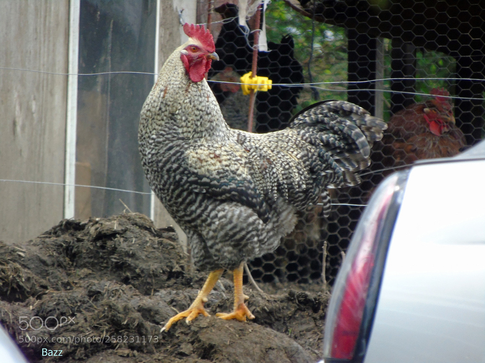 Sony Cyber-shot DSC-H400 sample photo. Rooster photography