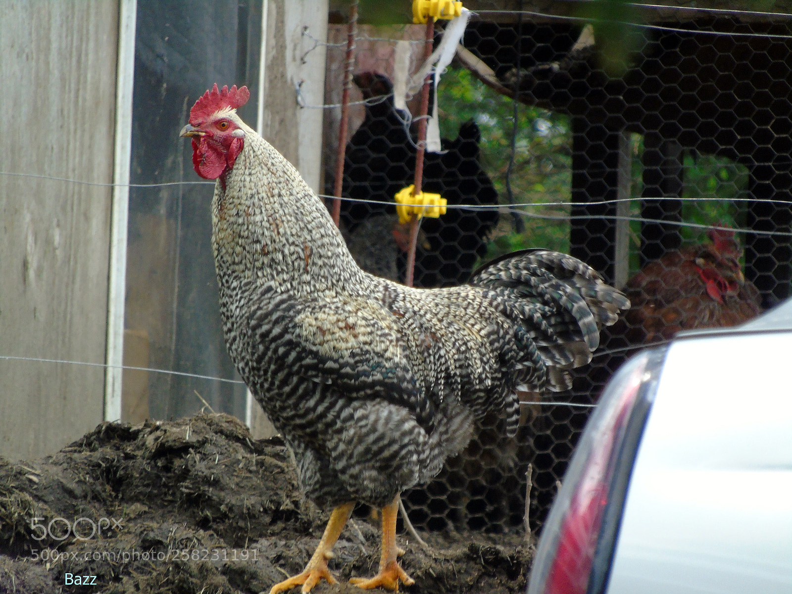 Sony Cyber-shot DSC-H400 sample photo. Rooster photography