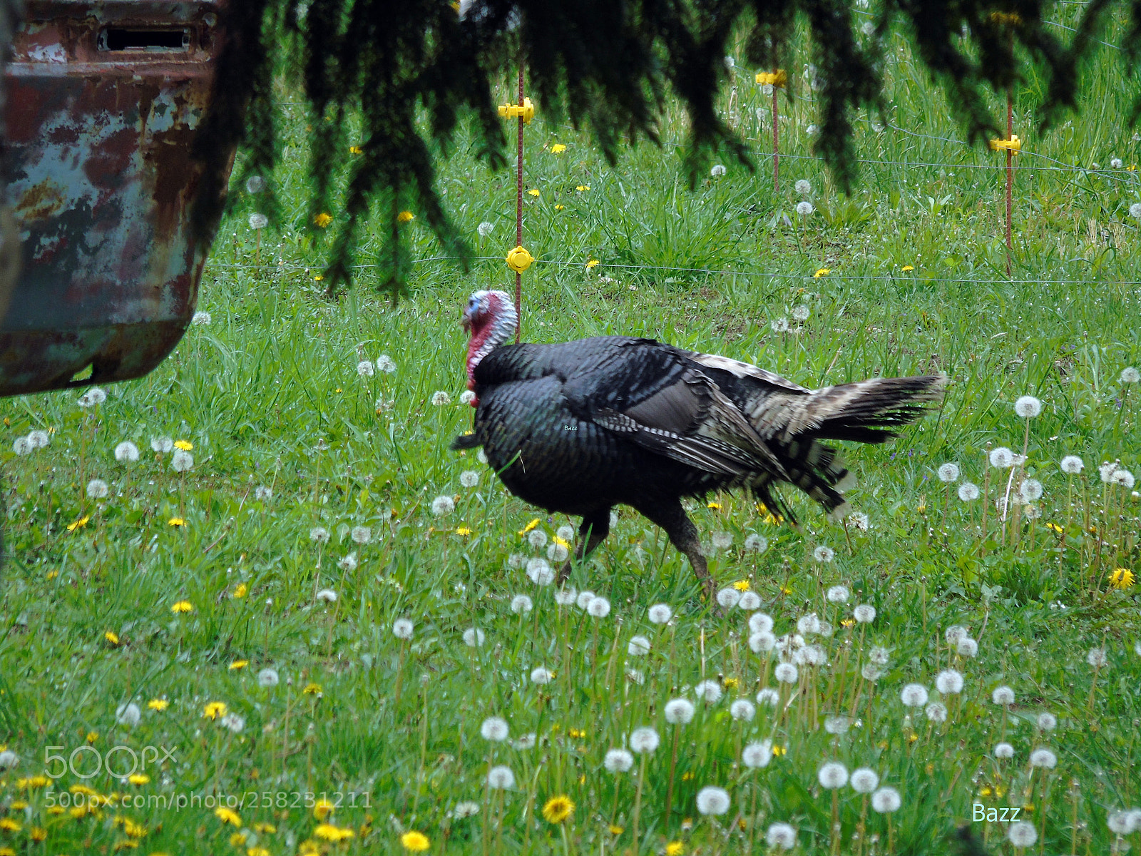 Sony Cyber-shot DSC-H400 sample photo. Turkey photography