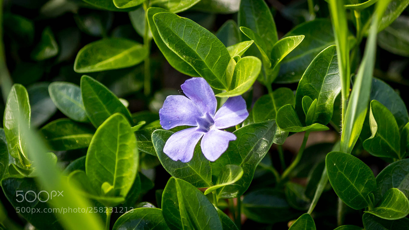 Canon EOS M10 sample photo. Periwinkle (dart's blue) photography