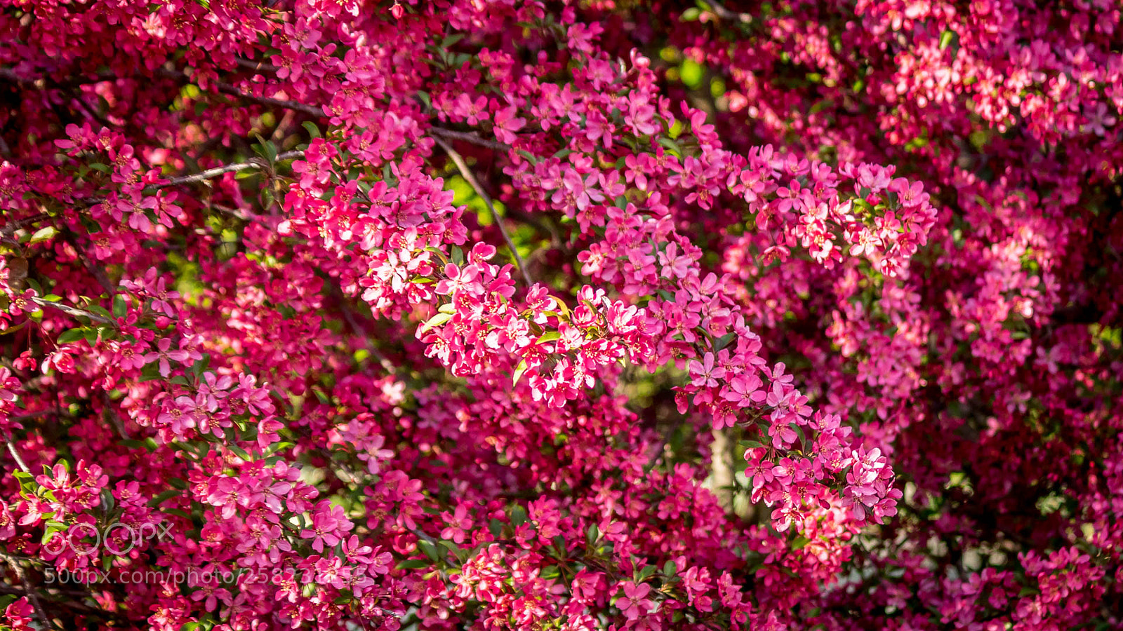 Canon EOS M10 sample photo. Crabapple photography
