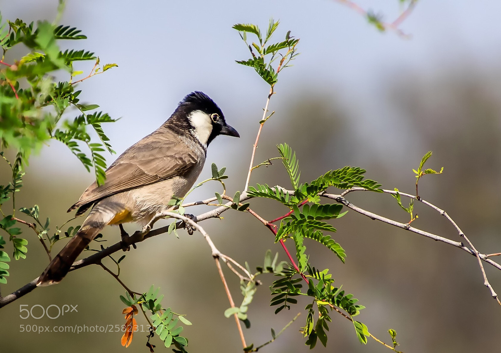 Canon EOS 7D Mark II sample photo. Local fauna, ras al photography