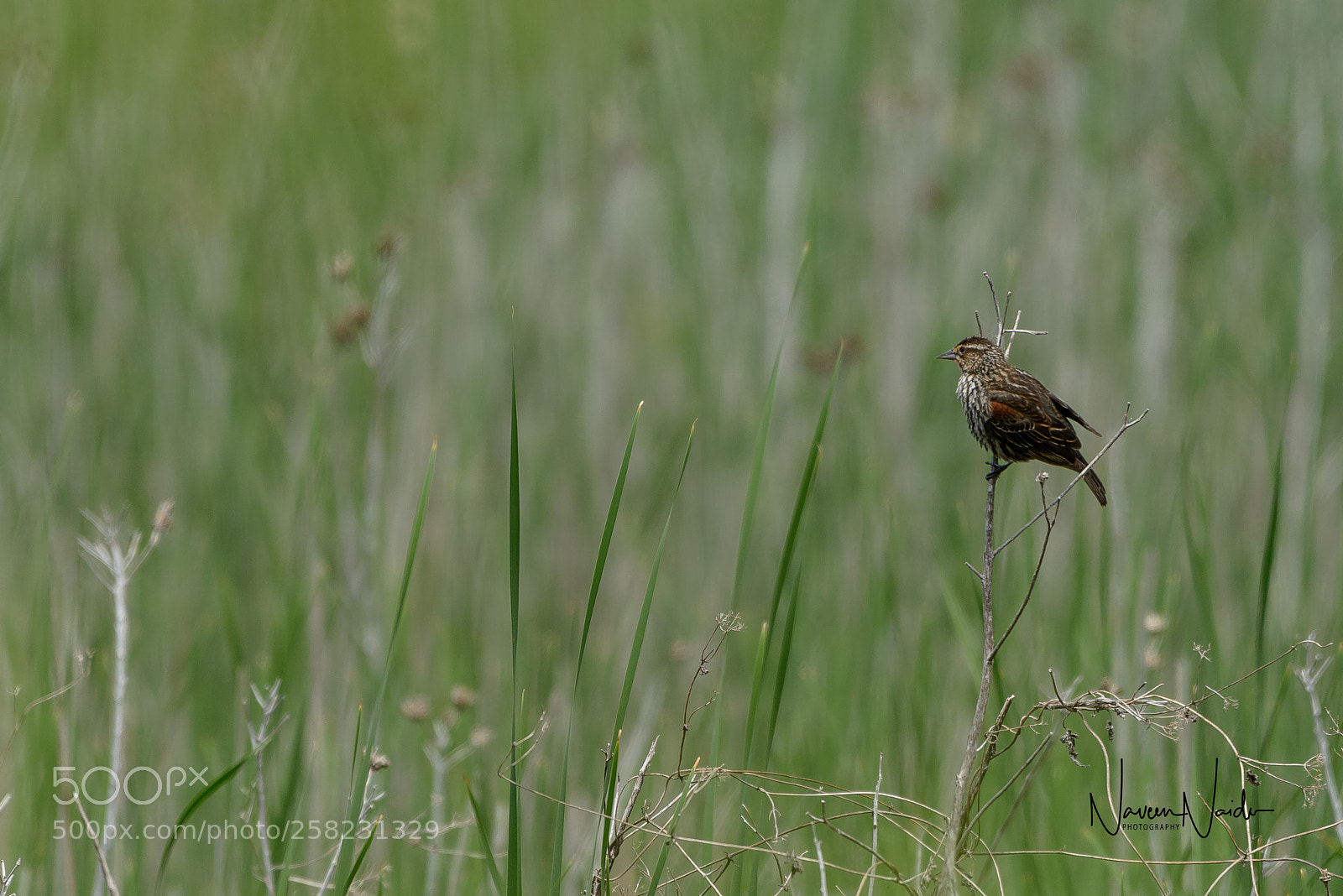 Nikon D800 sample photo. Female blackbird photography