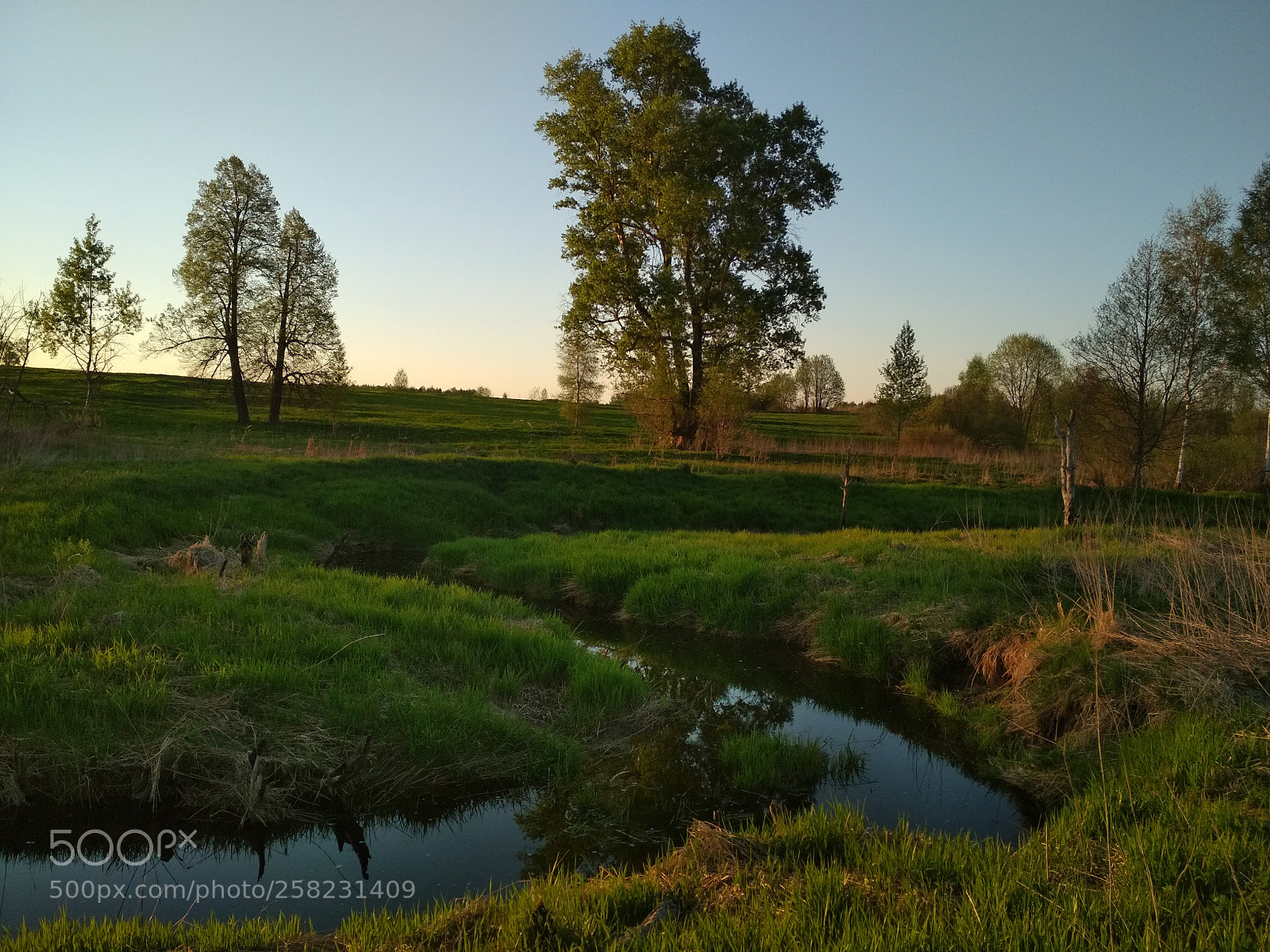 Xiaomi Redmi 4X sample photo. Старый тополь photography