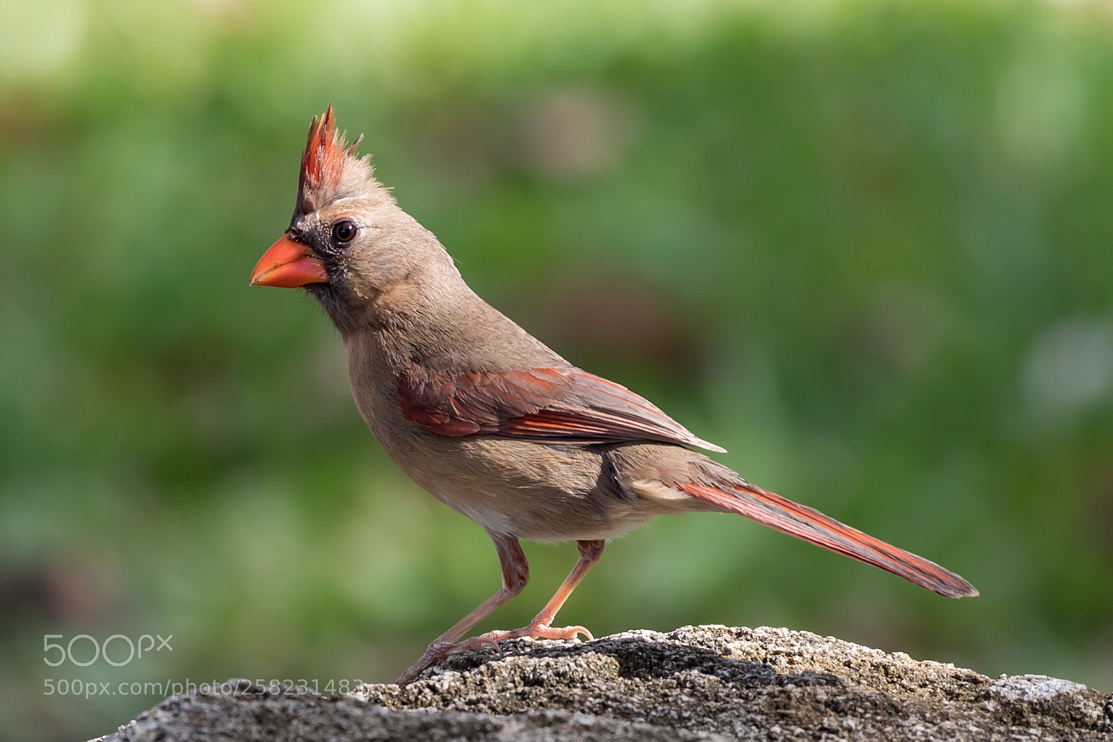 Canon EOS 5D Mark IV sample photo. Cardinal photography