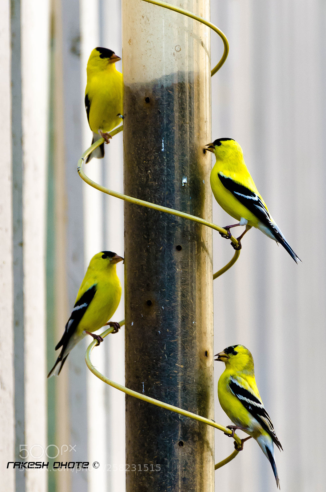 Nikon D5100 sample photo. Birdies photography