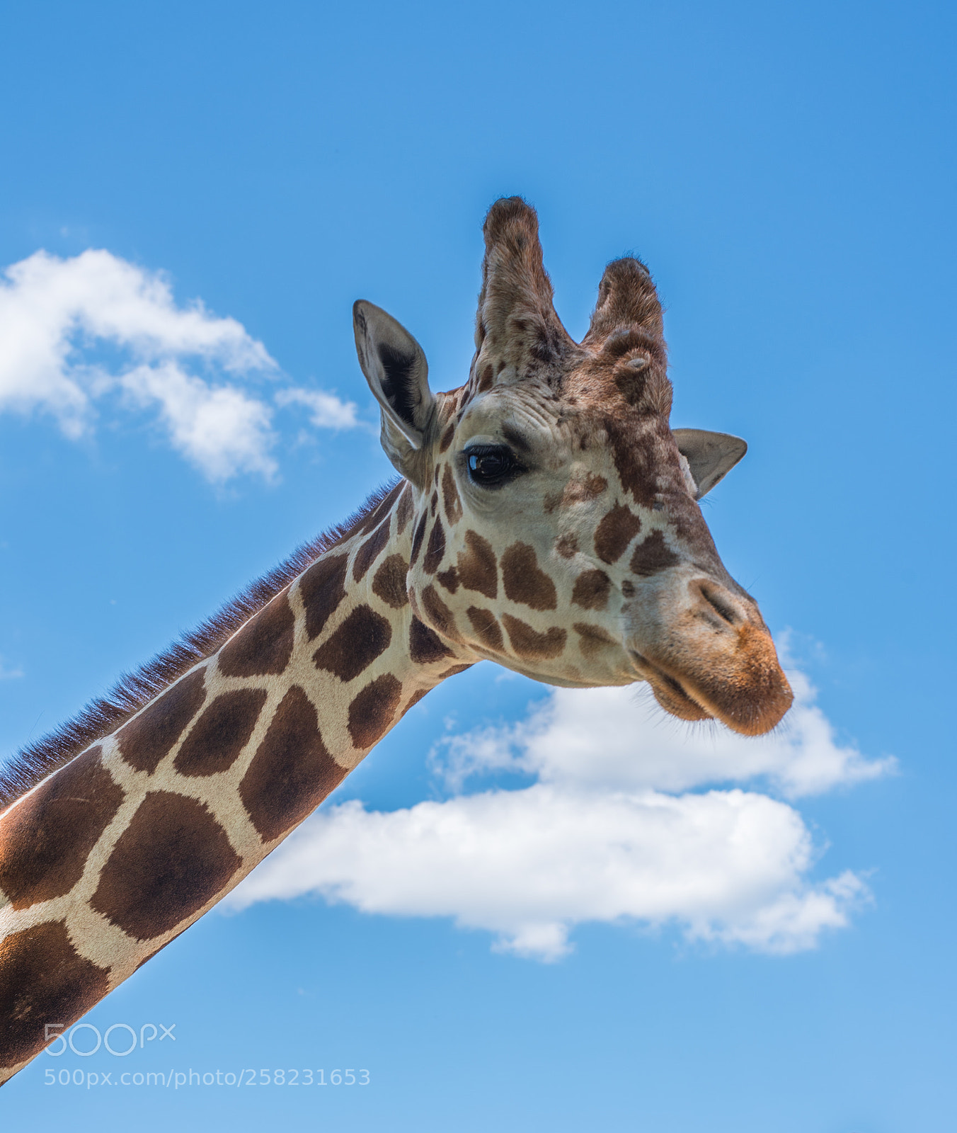 Nikon D750 sample photo. Sky giraffe photography