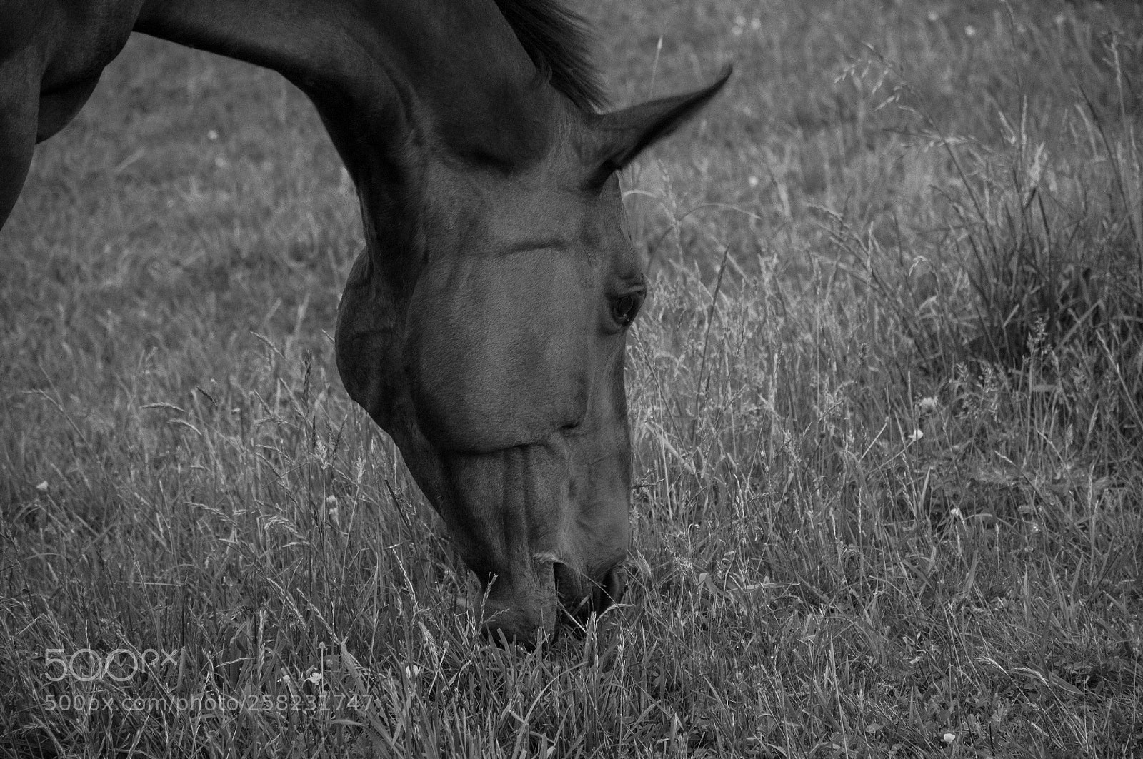 Nikon D300 sample photo. Munch time photography