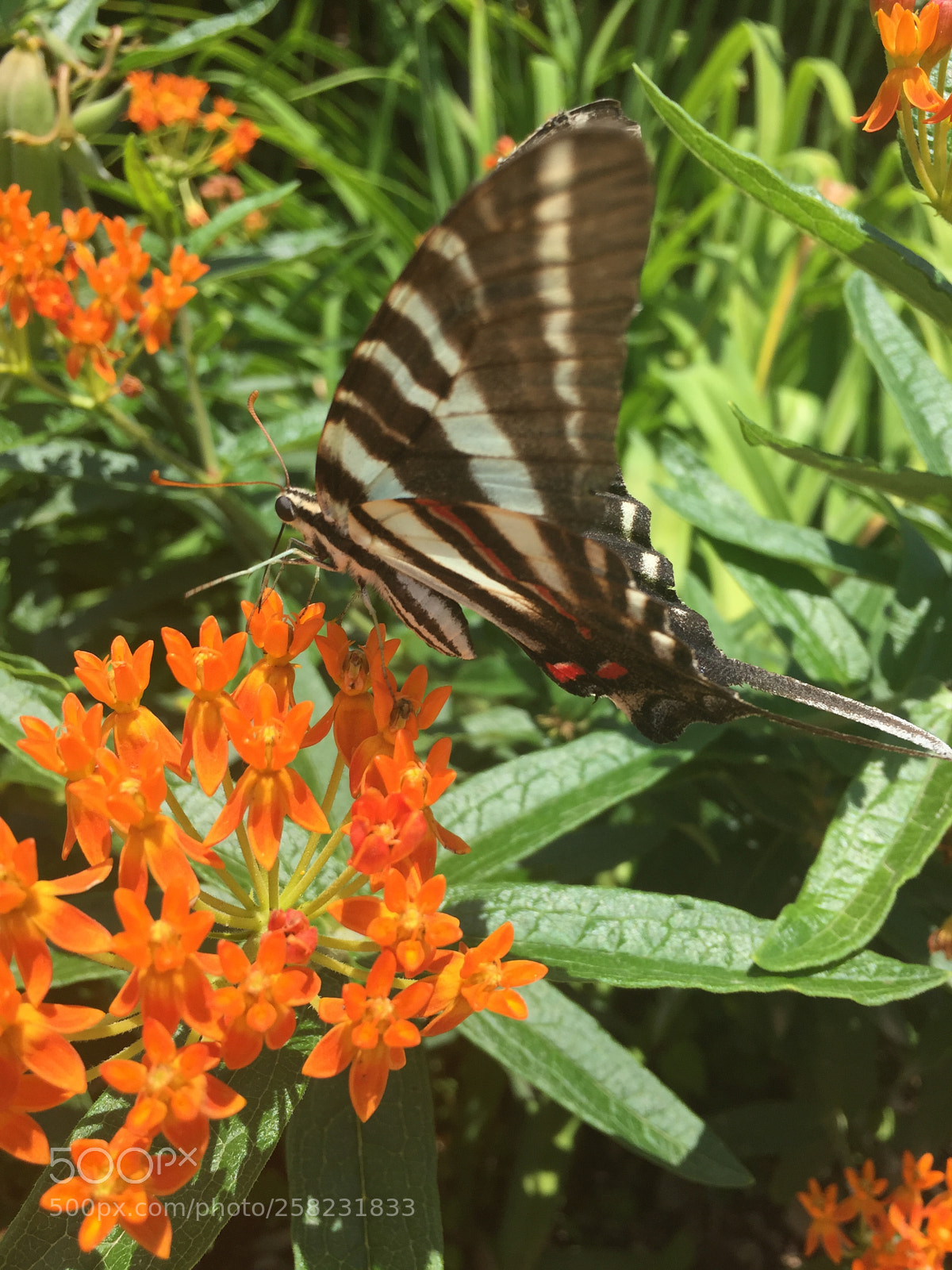 Apple iPhone 6 sample photo. Img photography