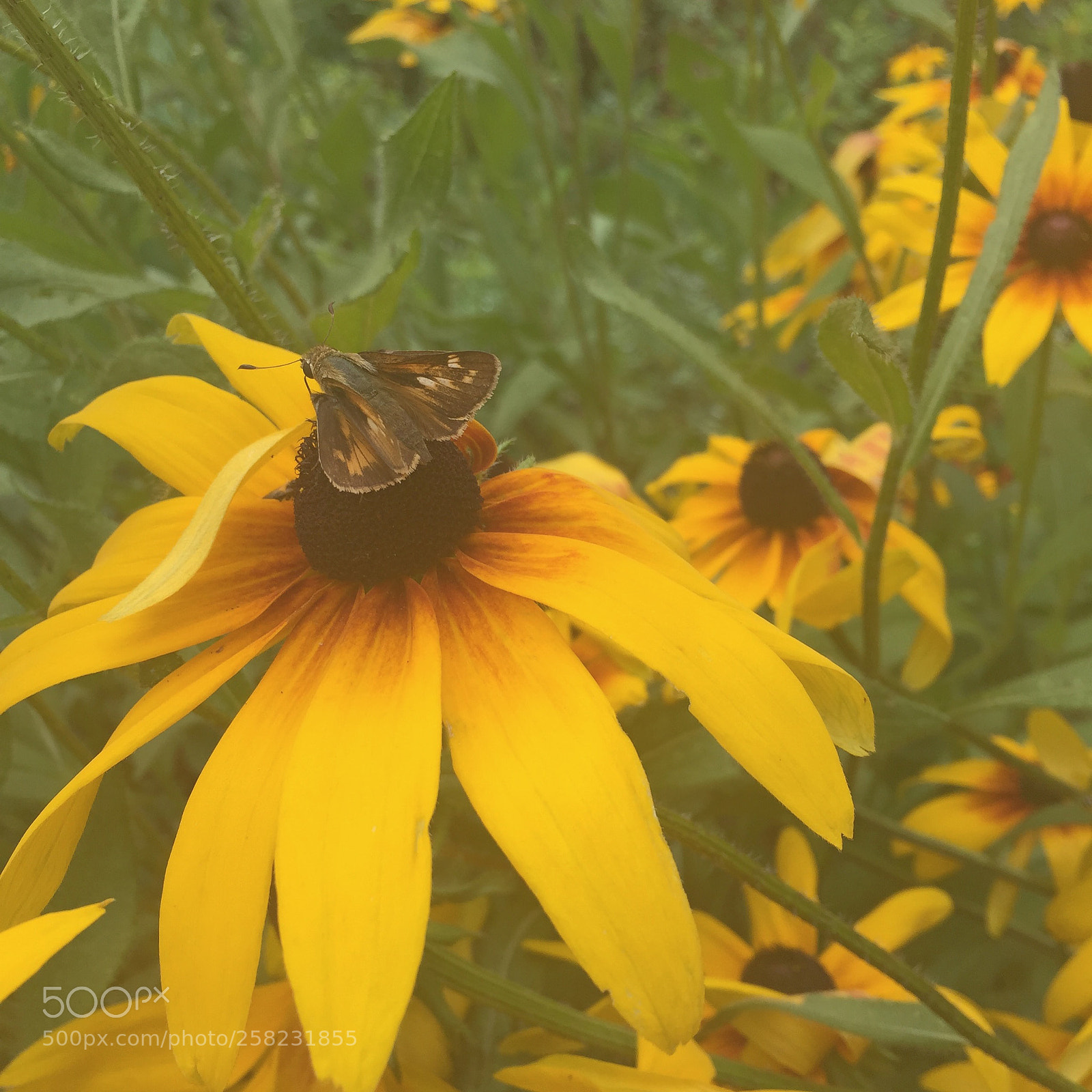 Apple iPhone 6 sample photo. Img photography
