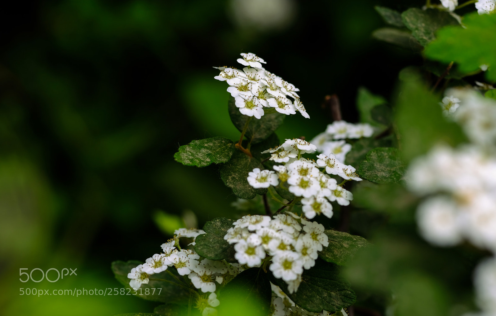 Fujifilm X-T20 sample photo. Flower photography