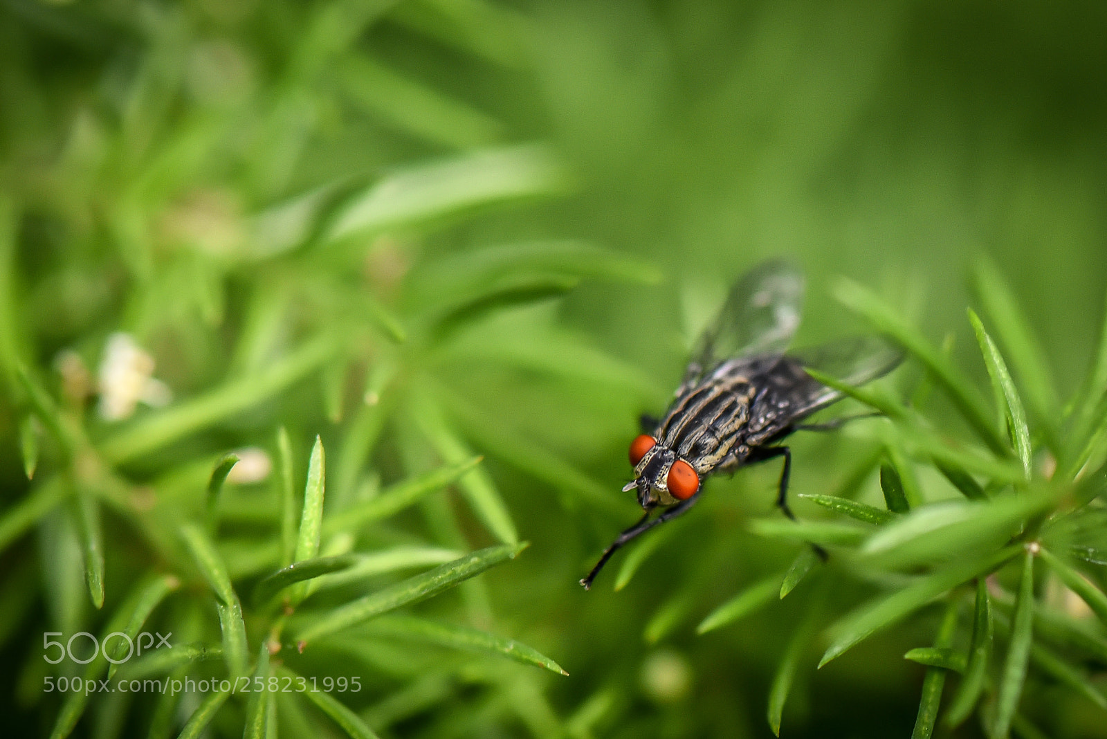 Nikon D750 sample photo. Parking fly photography