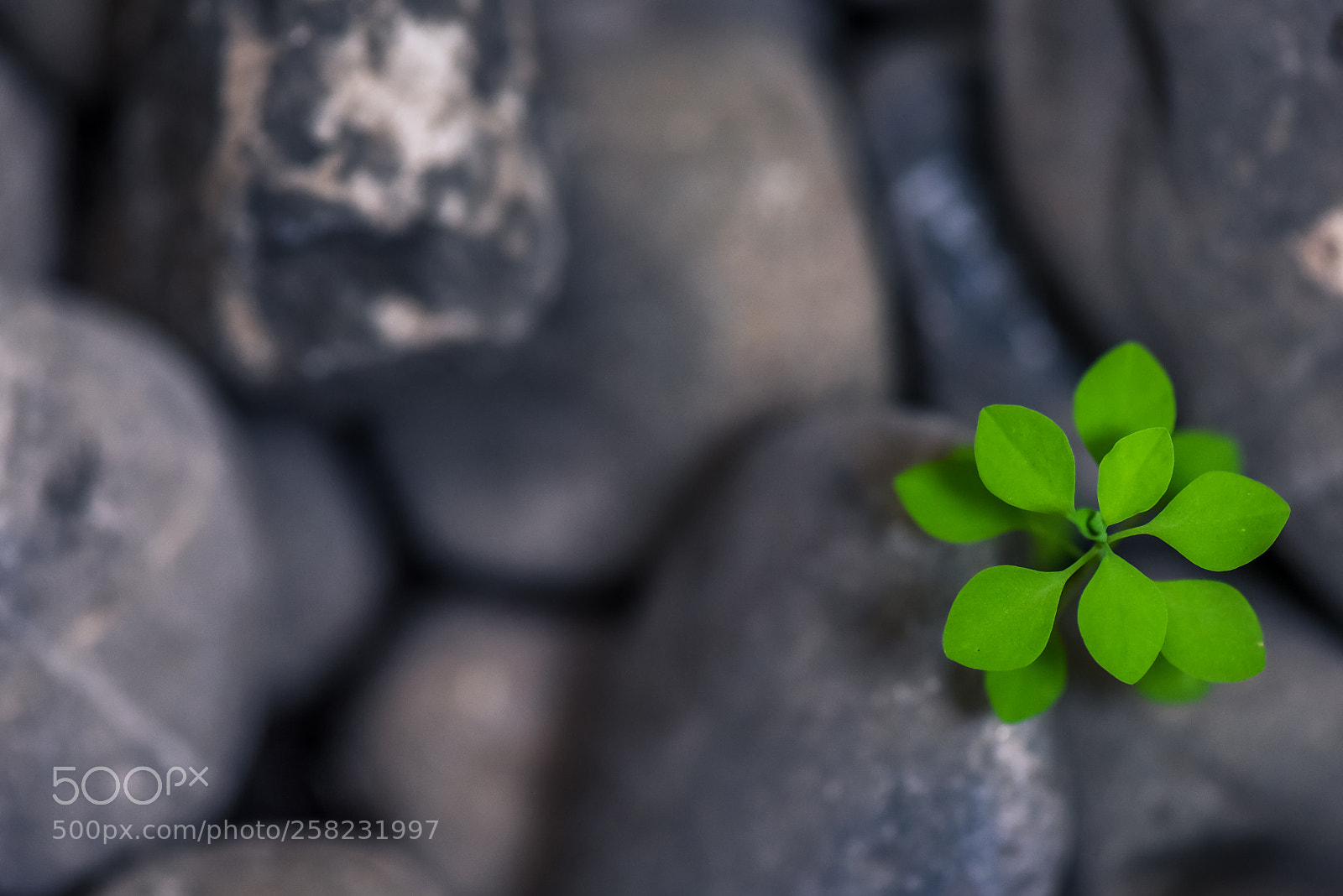 Nikon D750 sample photo. Small life photography