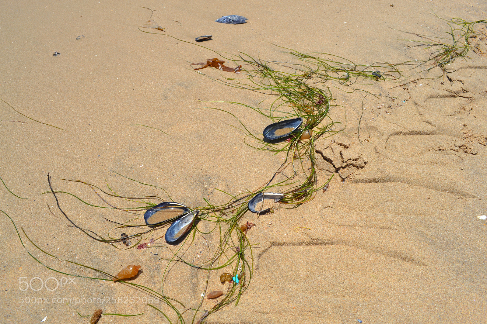 Nikon D3100 sample photo. Purple seashells in seaweed photography