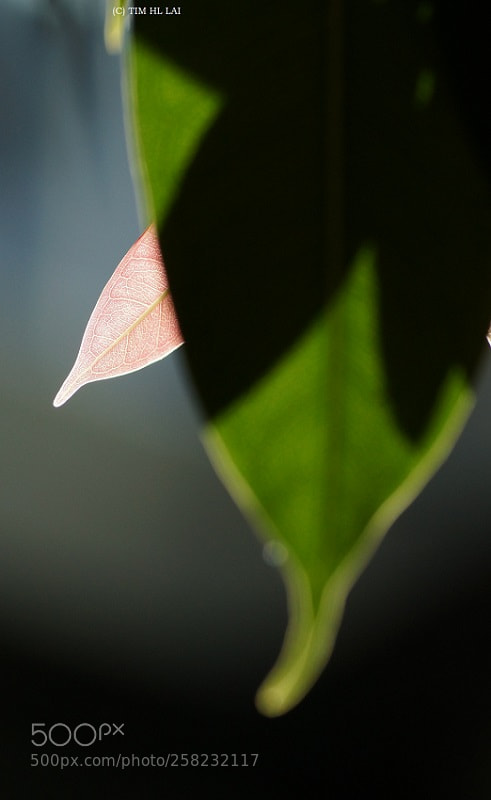 Sony SLT-A77 sample photo. New tone, new tune? photography