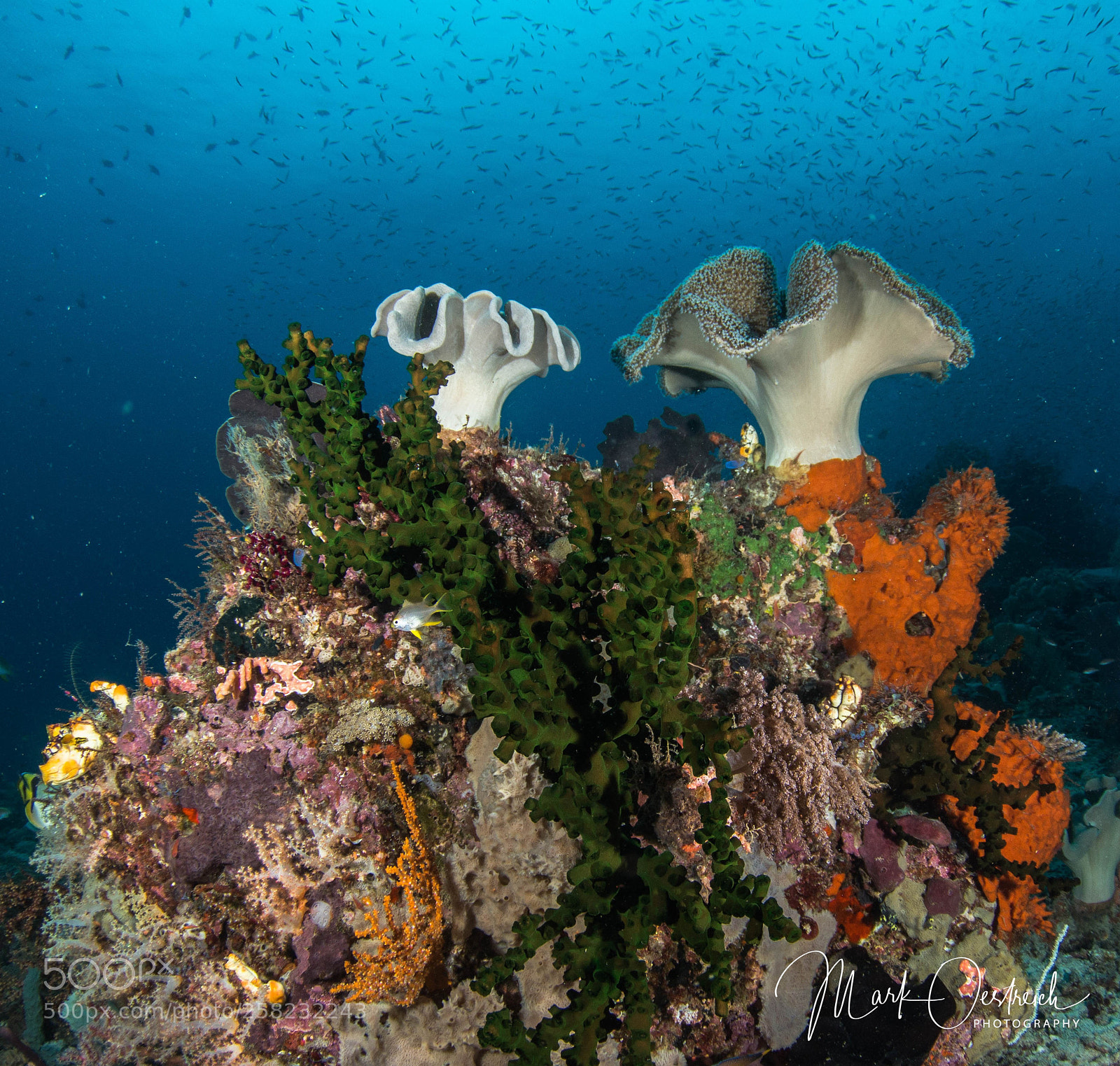 Canon EOS 70D sample photo. Soft coral reef in photography