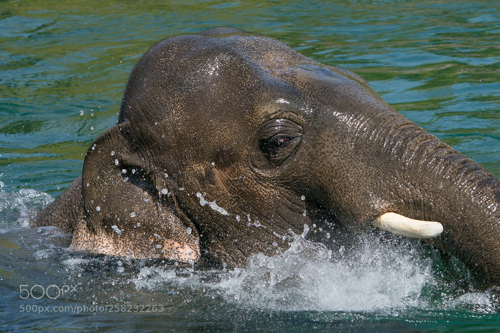 Sony a9 sample photo. Leviathan photography