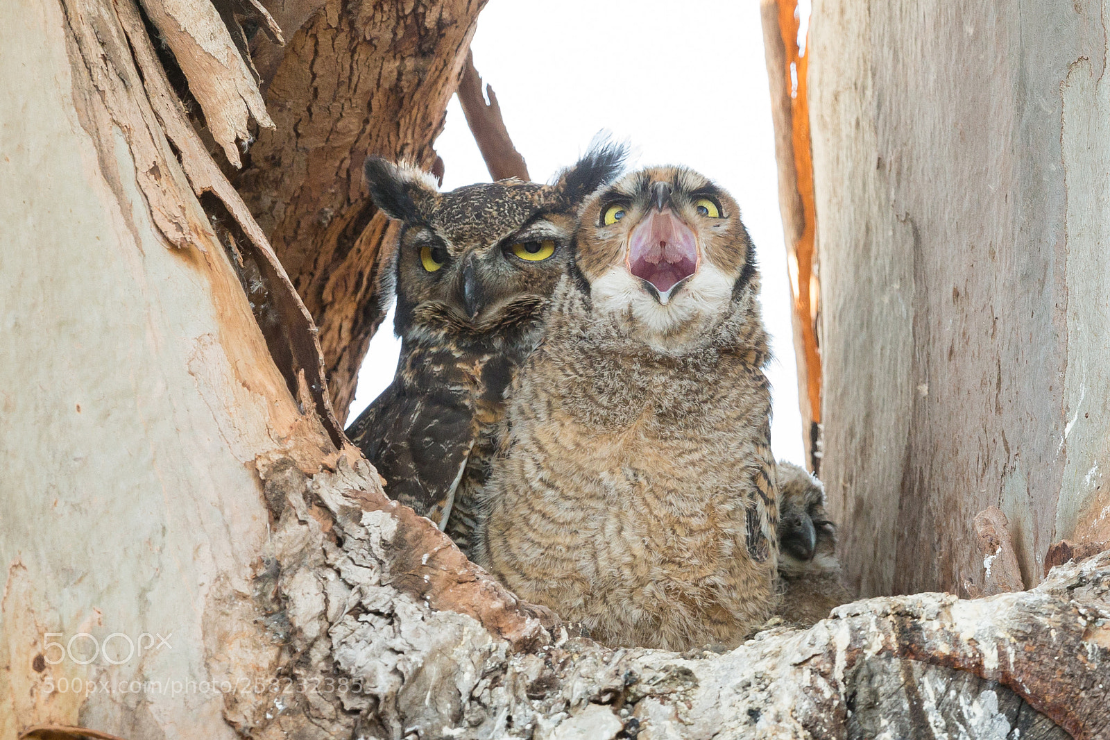 Canon EOS-1D X sample photo. Great horned owl and photography