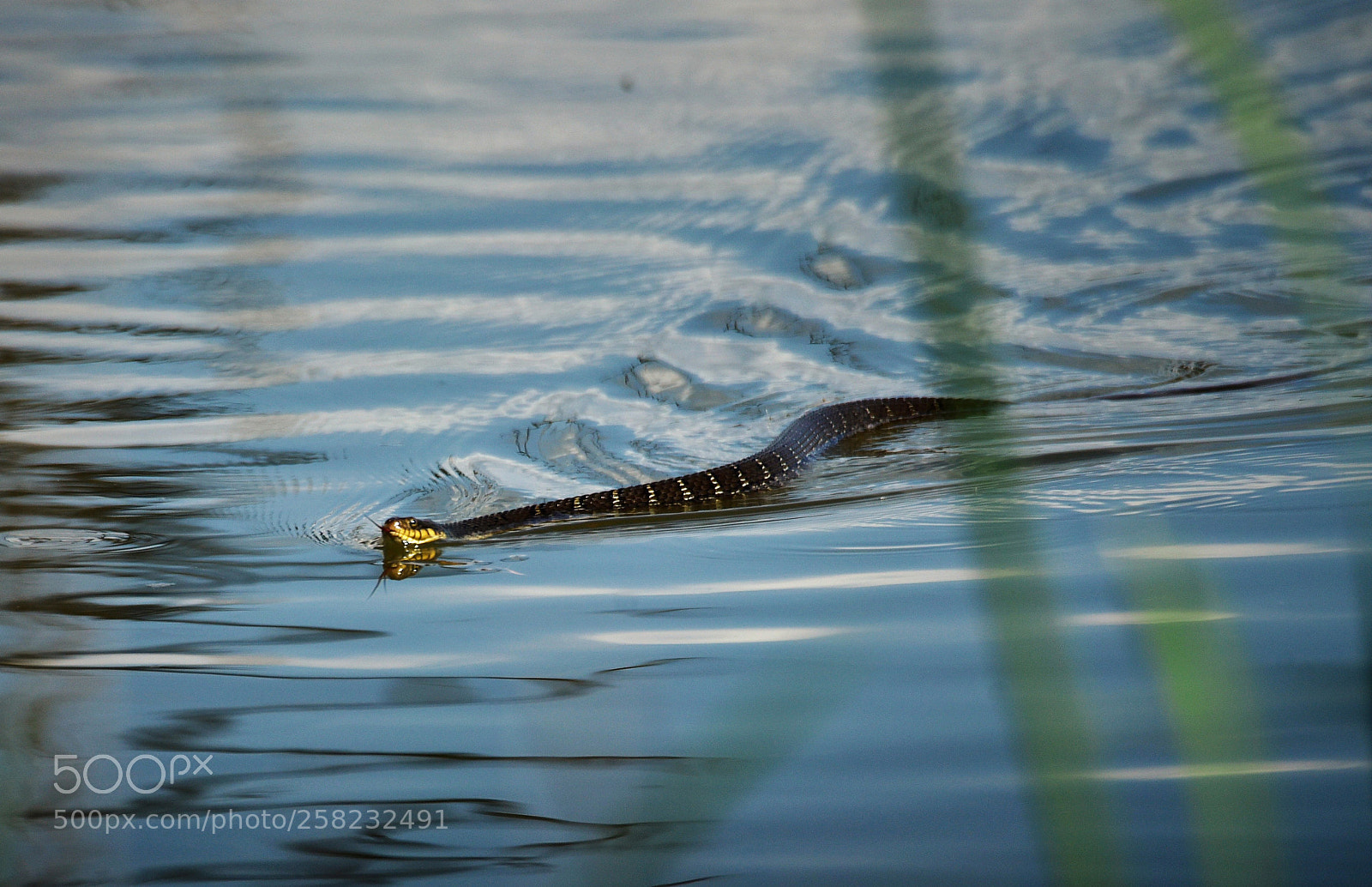 Nikon D750 sample photo. Eastern water snake photography