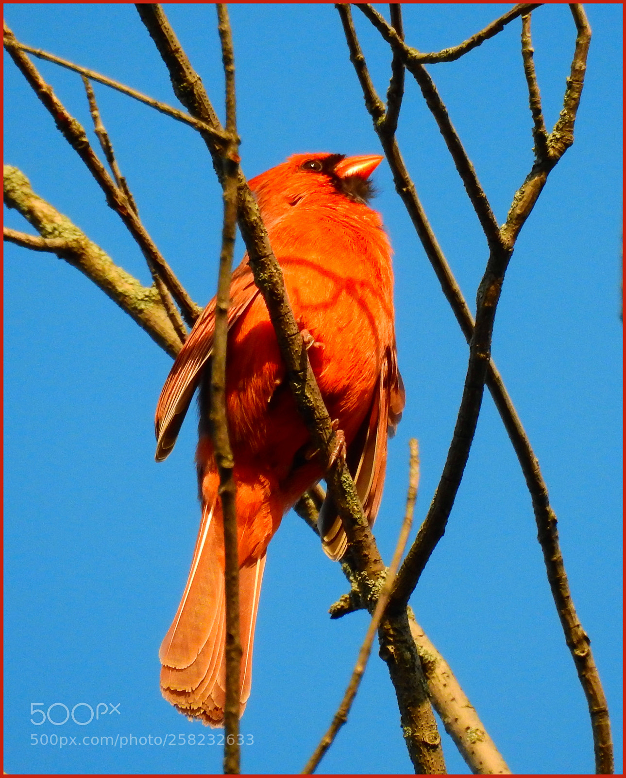 Nikon Coolpix P900 sample photo. Cardinal finch photography