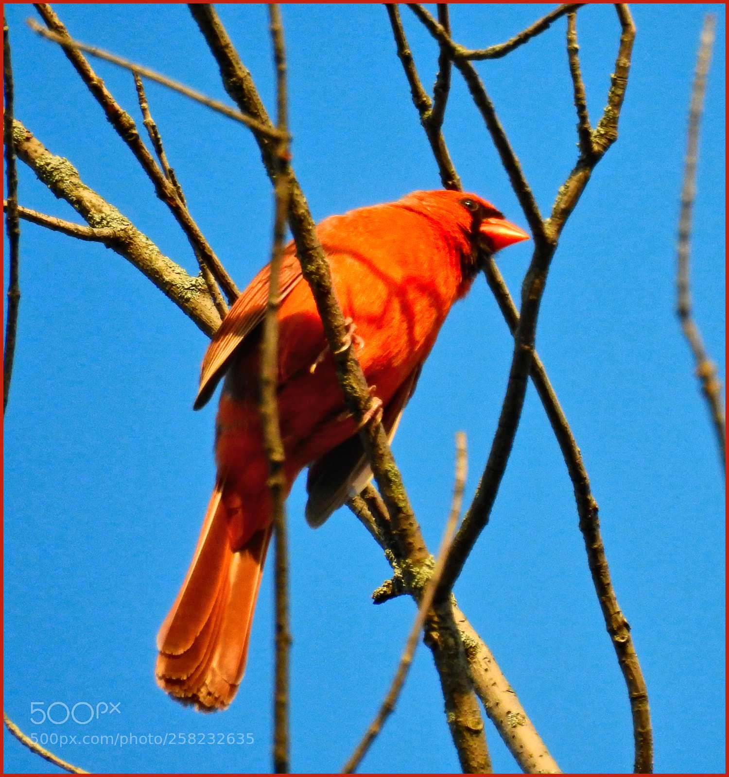 Nikon Coolpix P900 sample photo. Curious cardinal photography