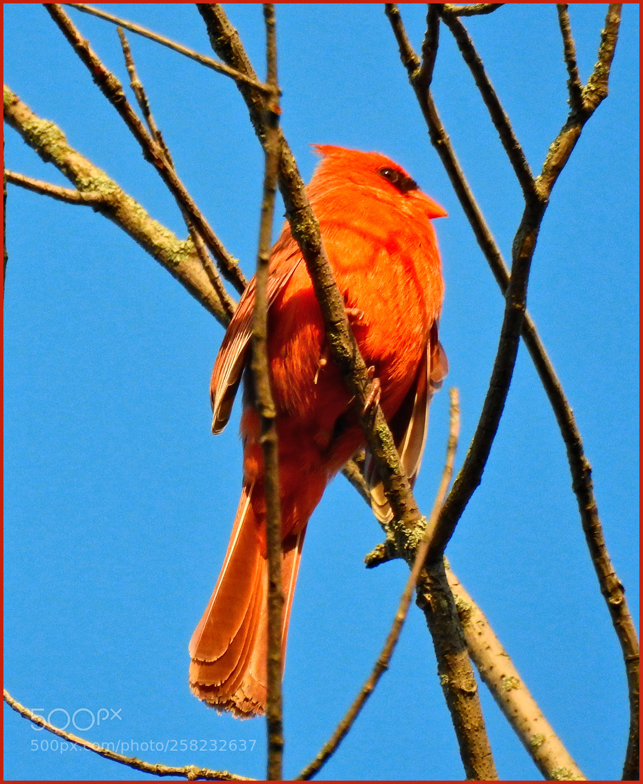 Nikon Coolpix P900 sample photo. Cardinal photography