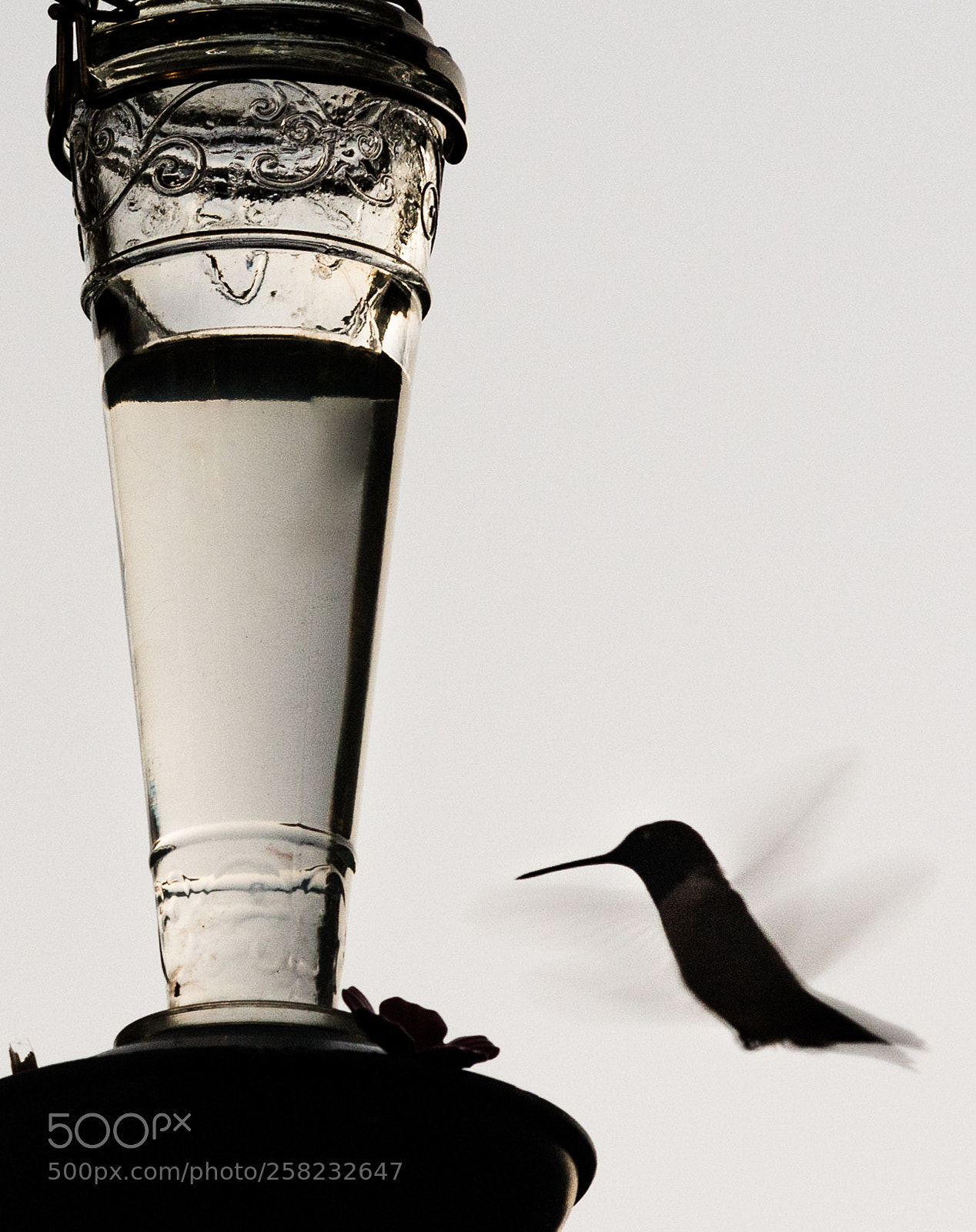 Nikon D7200 sample photo. Humming shadow photography