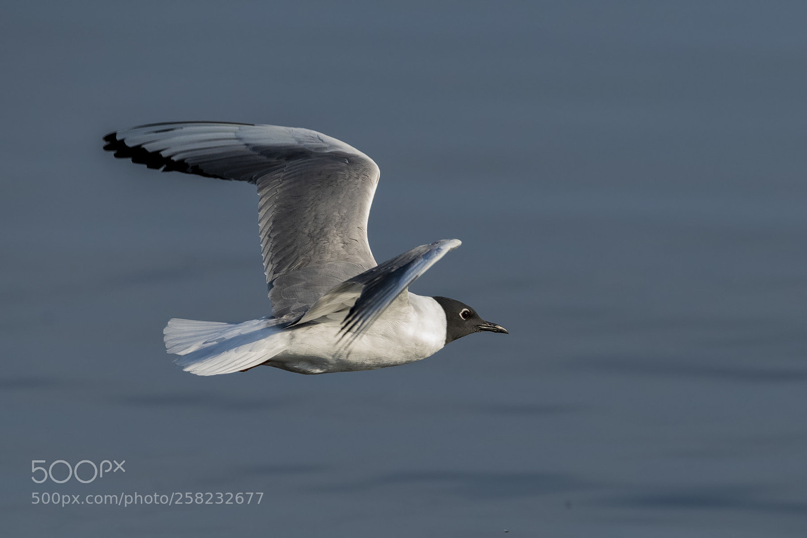 Nikon D850 sample photo. Bonaparte's gull photography