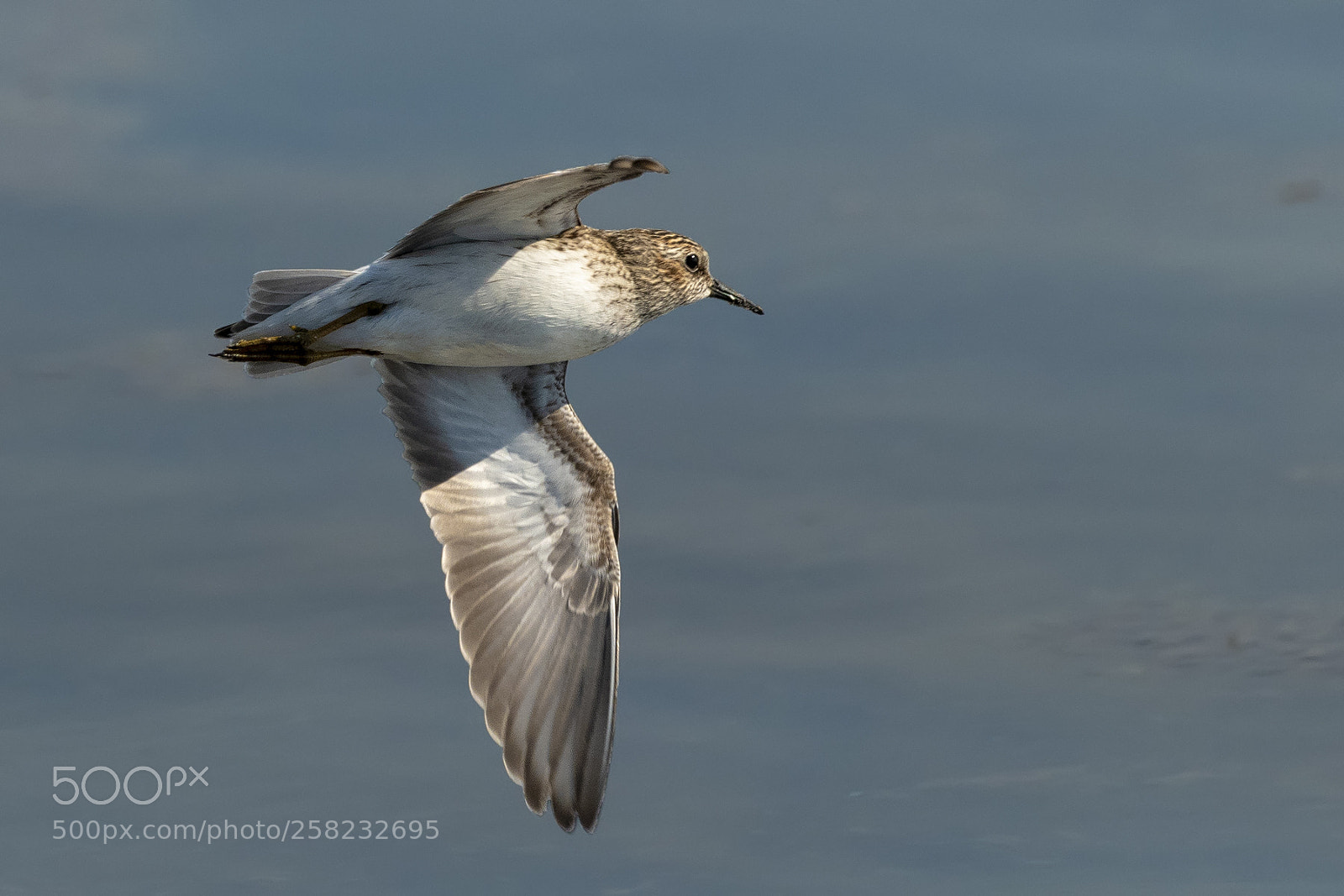 Nikon D850 sample photo. Least sandpiper photography