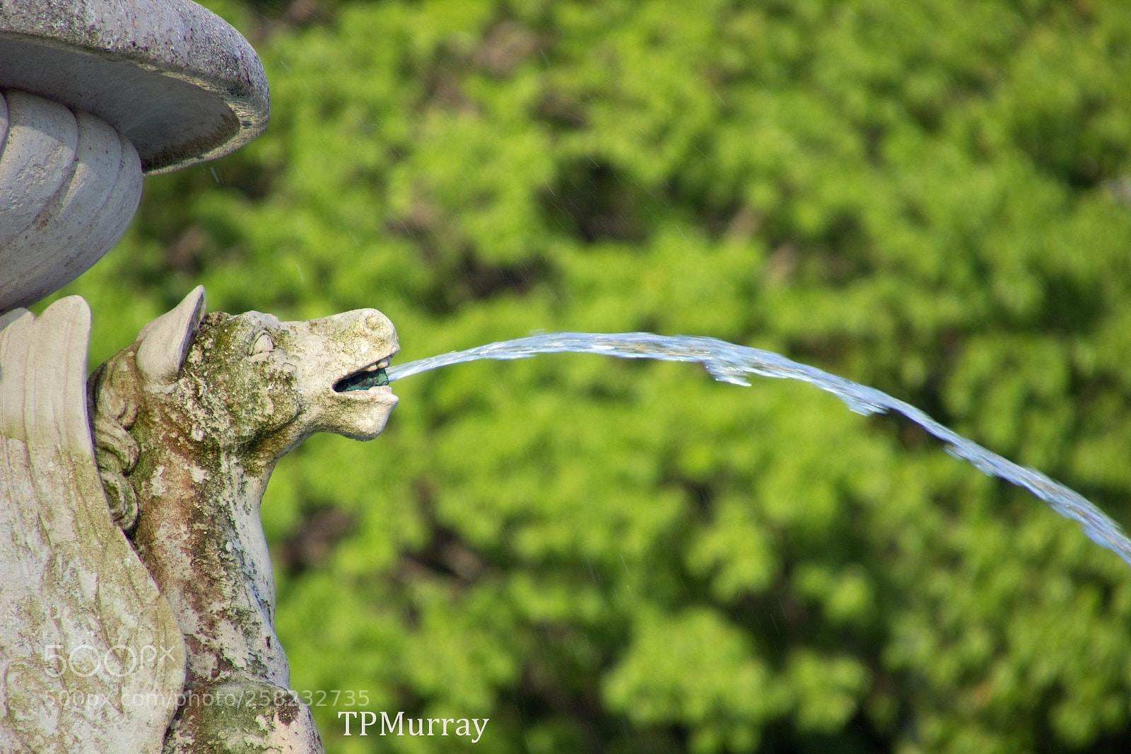 Canon EOS 600D (Rebel EOS T3i / EOS Kiss X5) sample photo. Water dragon photography