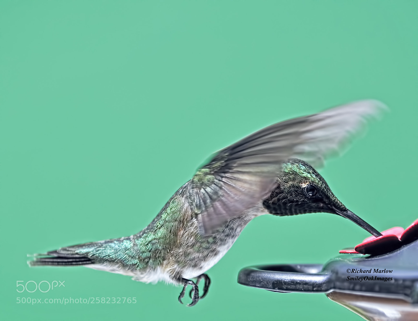 Nikon D5000 sample photo. Hummingbird photography