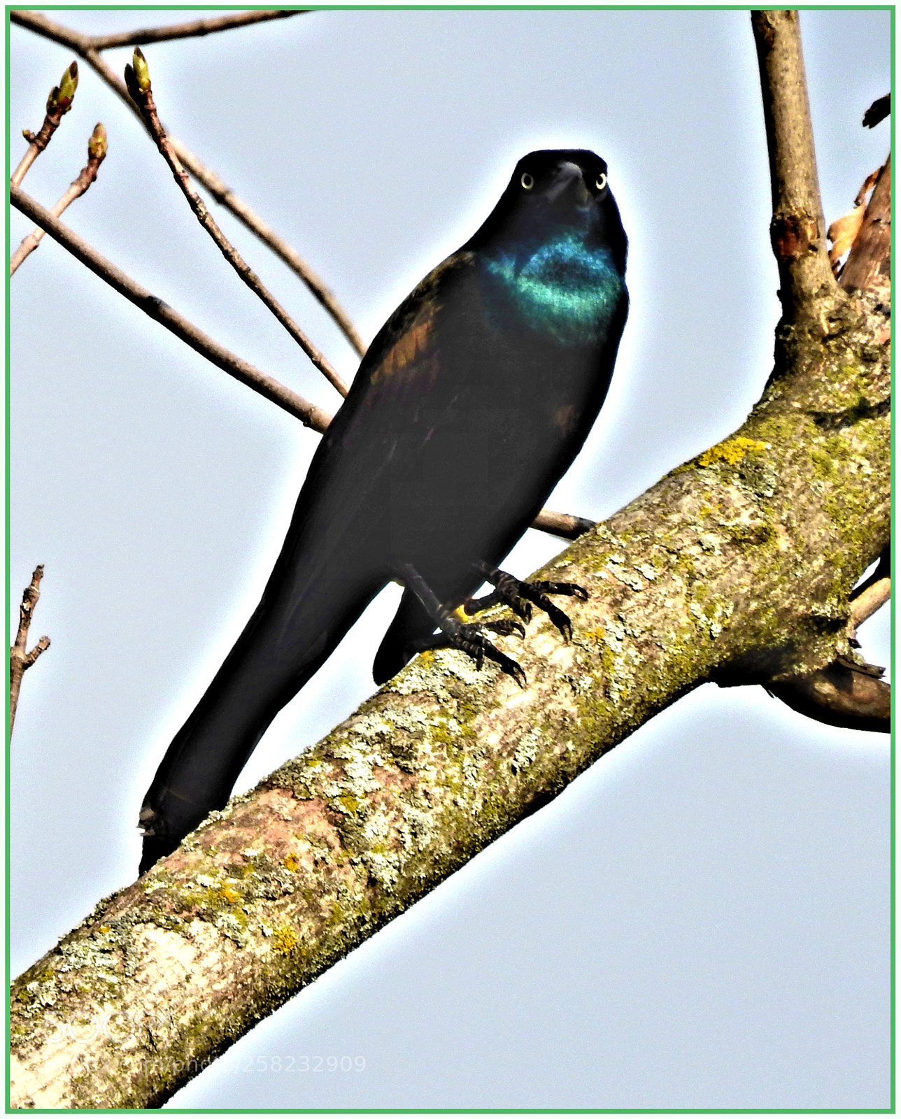 Nikon Coolpix P900 sample photo. Grackle power photography
