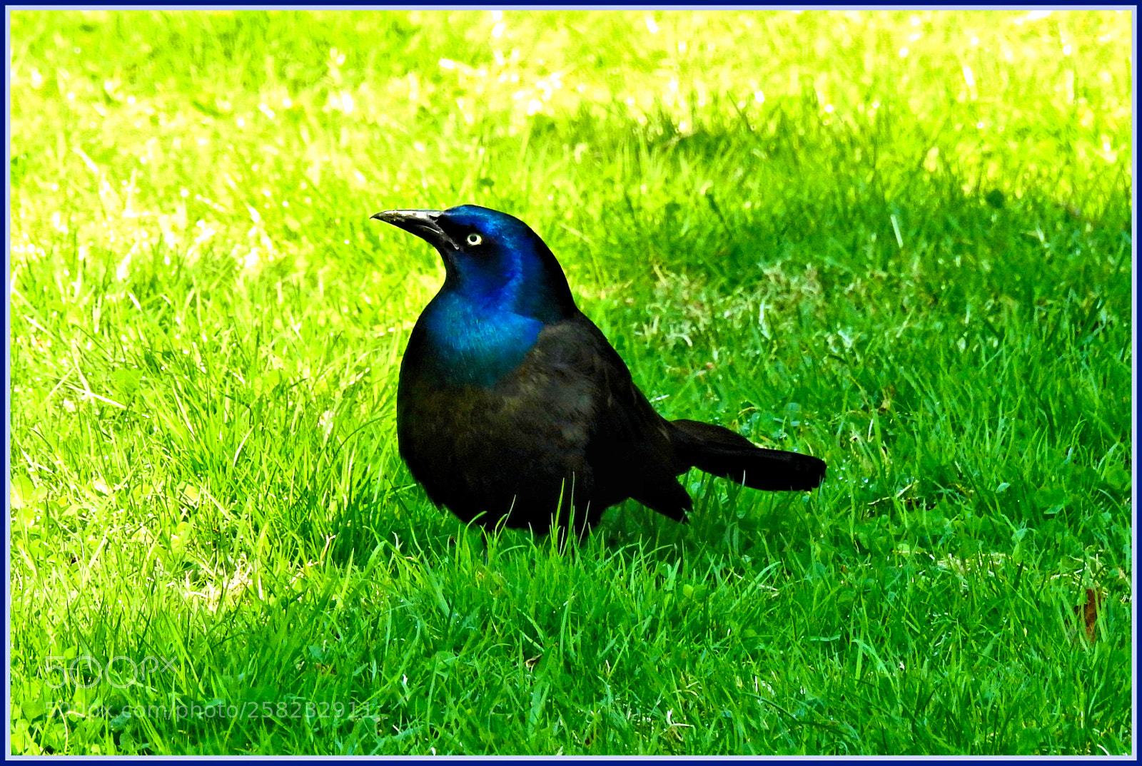 Nikon Coolpix P900 sample photo. Grackle chick photography