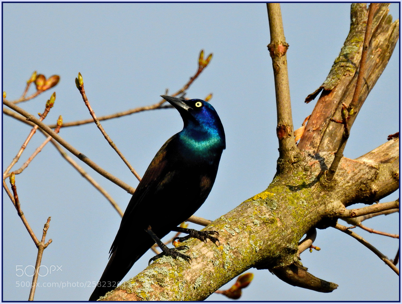 Nikon Coolpix P900 sample photo. Grackle visitor l photography