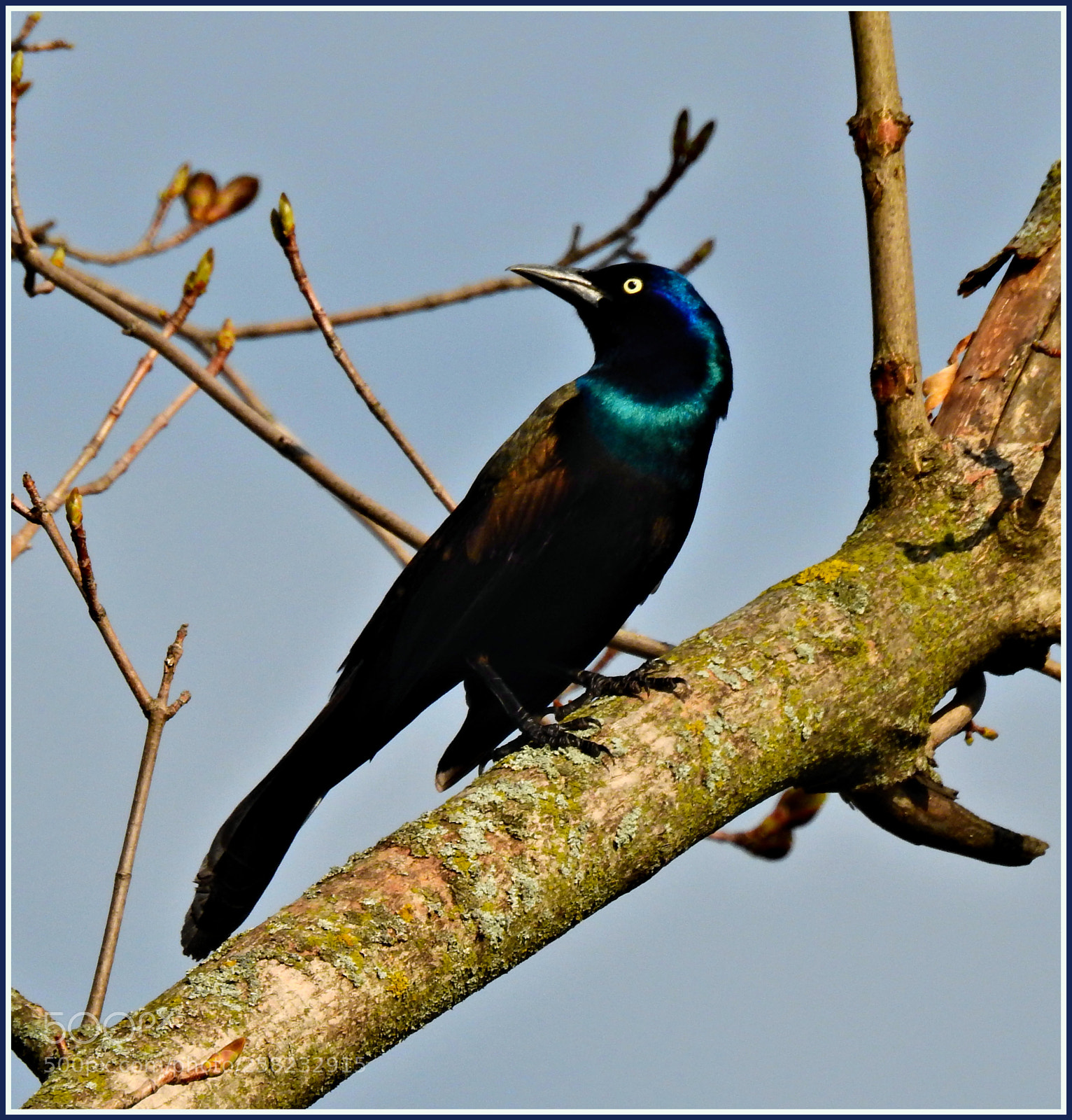 Nikon Coolpix P900 sample photo. Grackle visitor photography