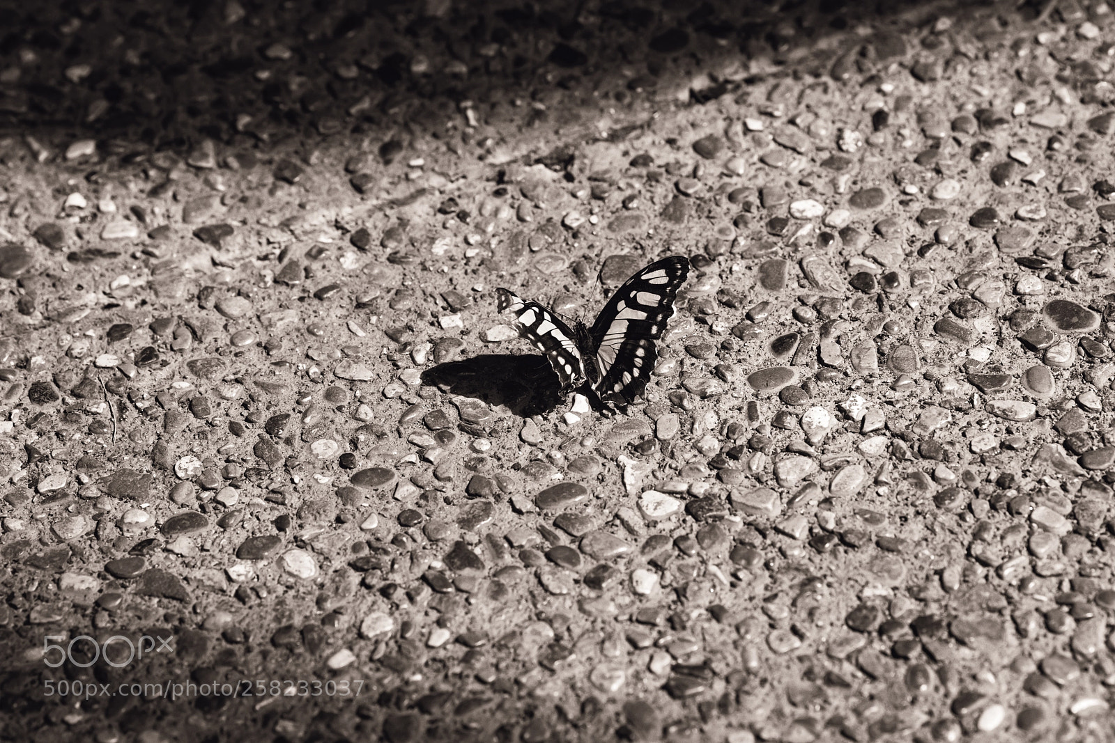 Nikon D850 sample photo. Path of greatness photography