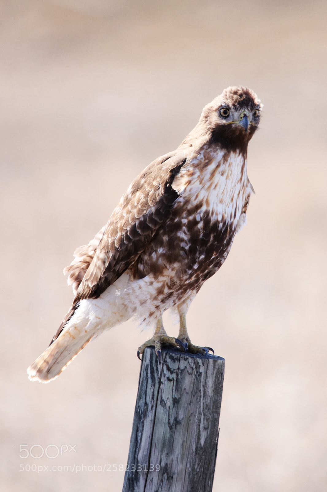 Canon EOS 80D sample photo. Immature red tailed hawk photography