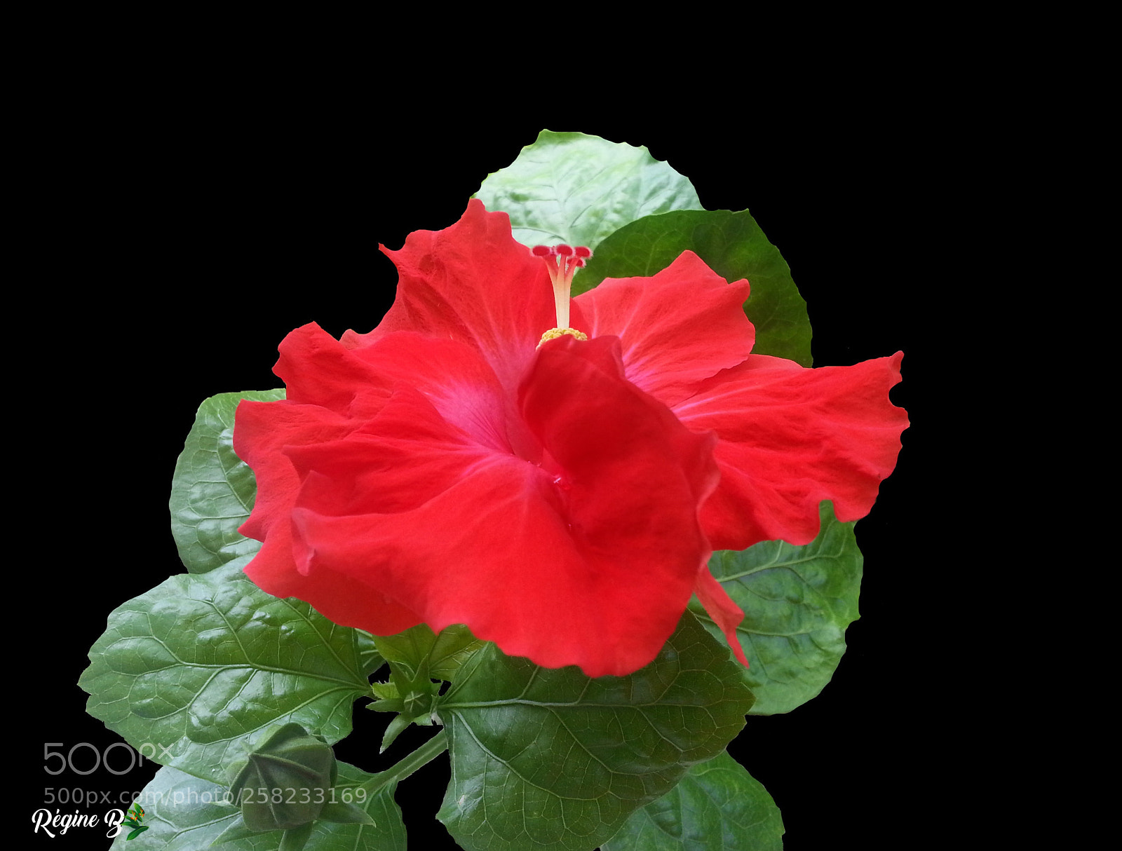Samsung Galaxy S3 sample photo. Red velvet photography