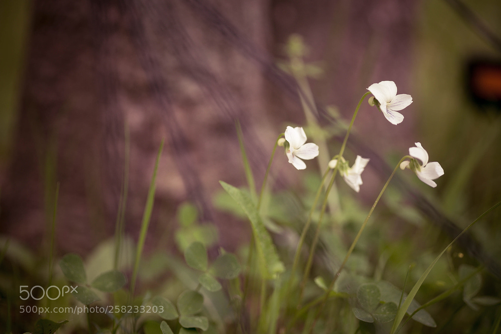 Canon EOS 6D sample photo. ωє ѕιмρℓу ¢нσσѕє тσ fσяgєт photography