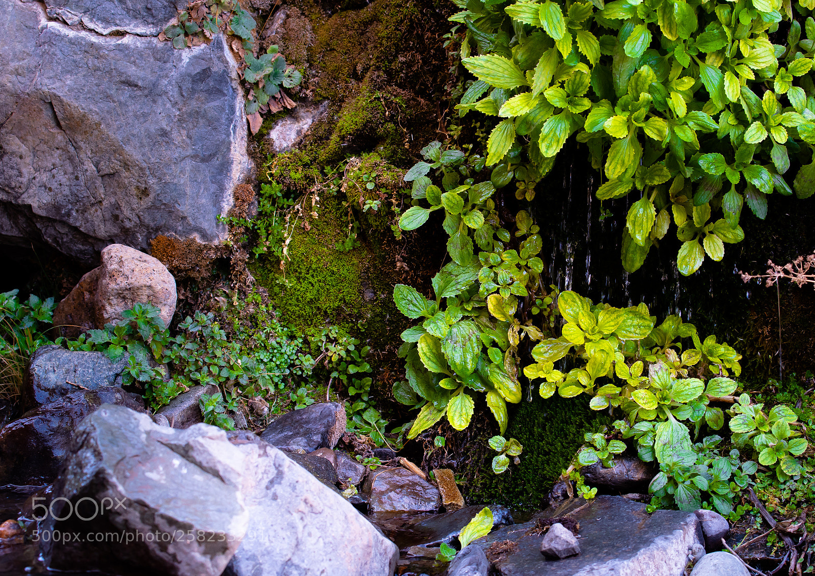 Nikon D750 sample photo. Verde on the rocks photography