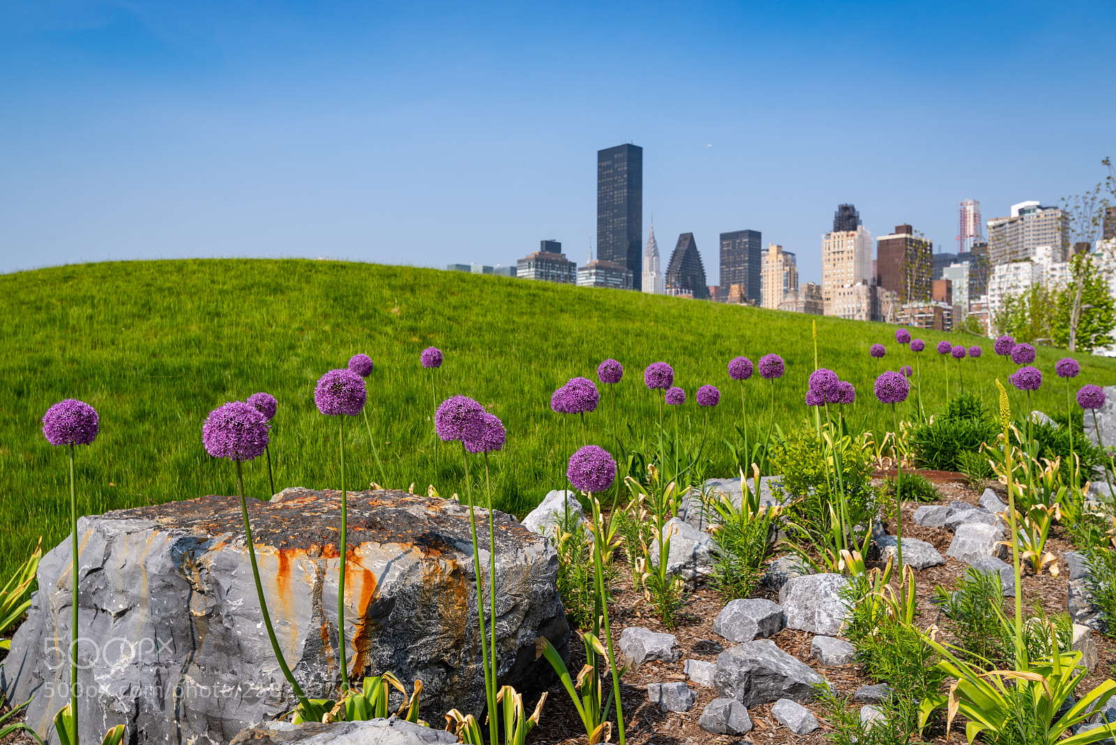 Pentax K-1 sample photo. Allium garden, nyc photography