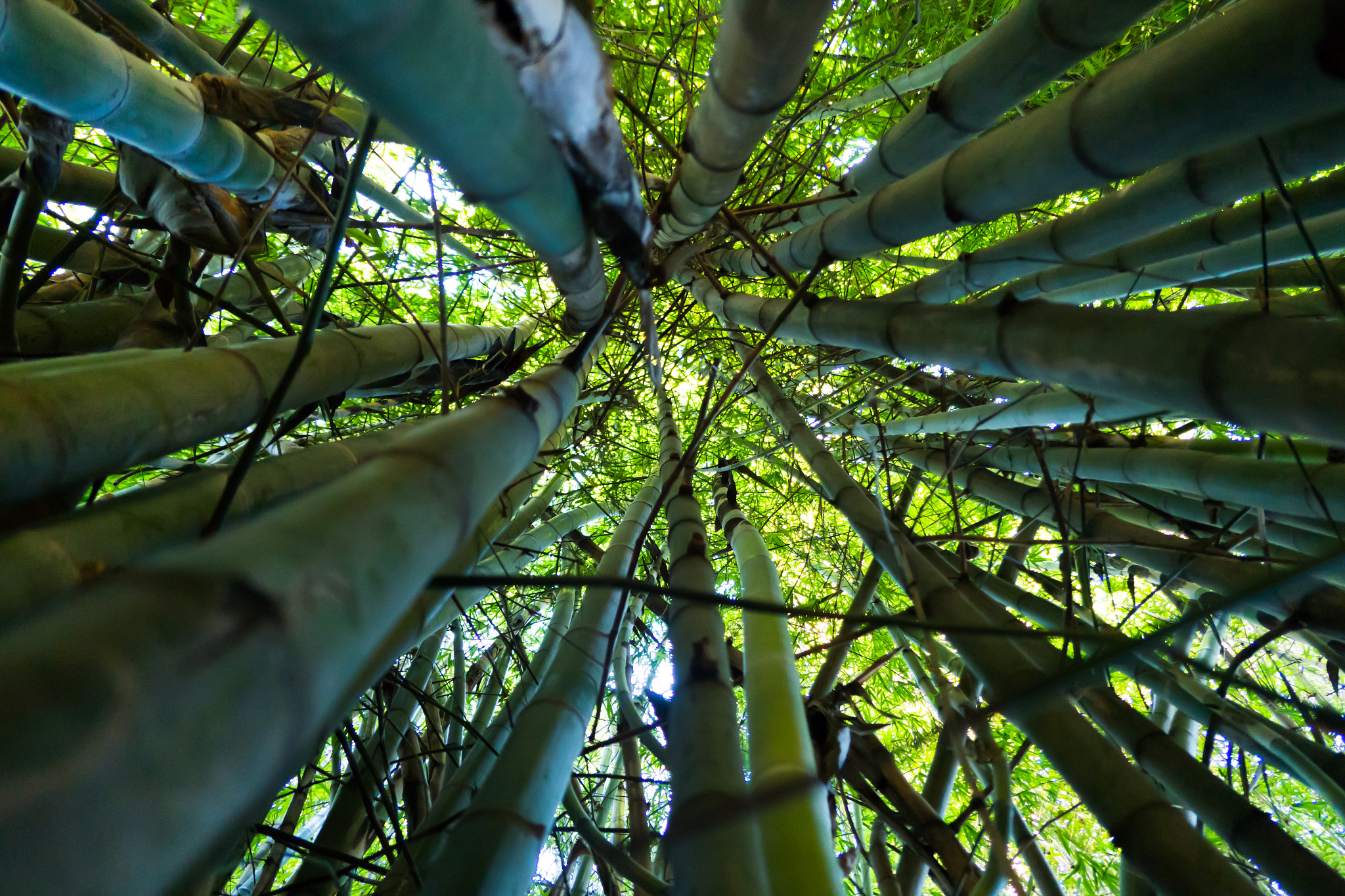 Panasonic Lumix DMC-LX10 (Lumix DMC-LX15) sample photo. Bamboo forest photography
