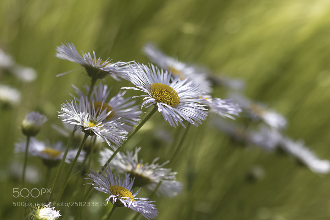 Canon EOS 80D sample photo. Весна photography