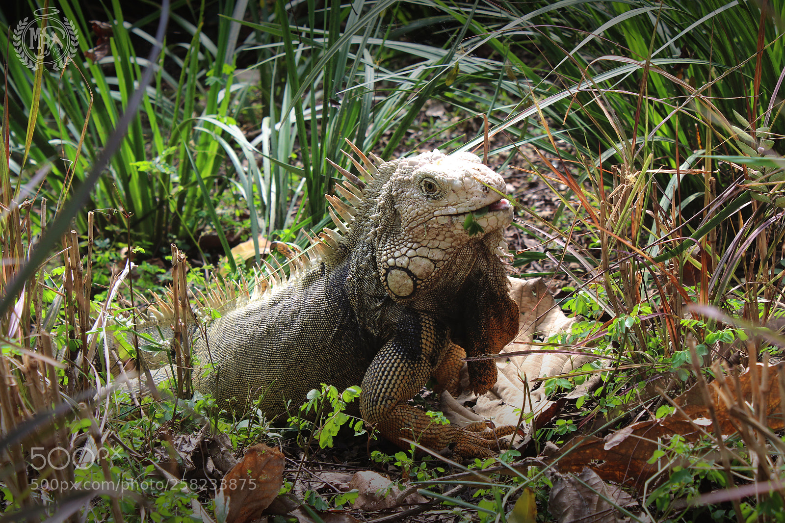 Canon EOS 1300D (EOS Rebel T6 / EOS Kiss X80) sample photo. Iguana photography