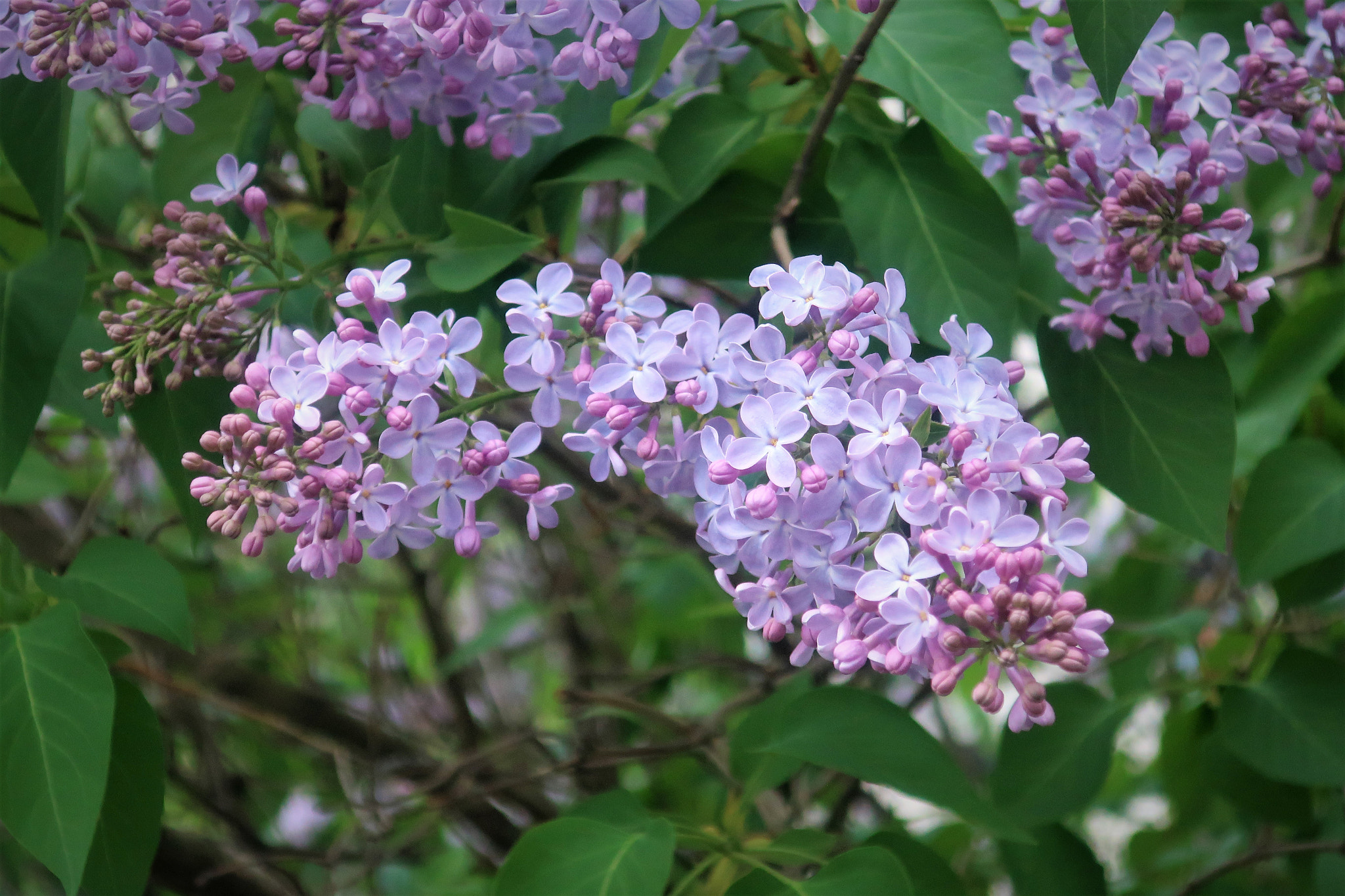 Canon PowerShot G9 X Mark II sample photo. _eternal theme - lilac_ photography
