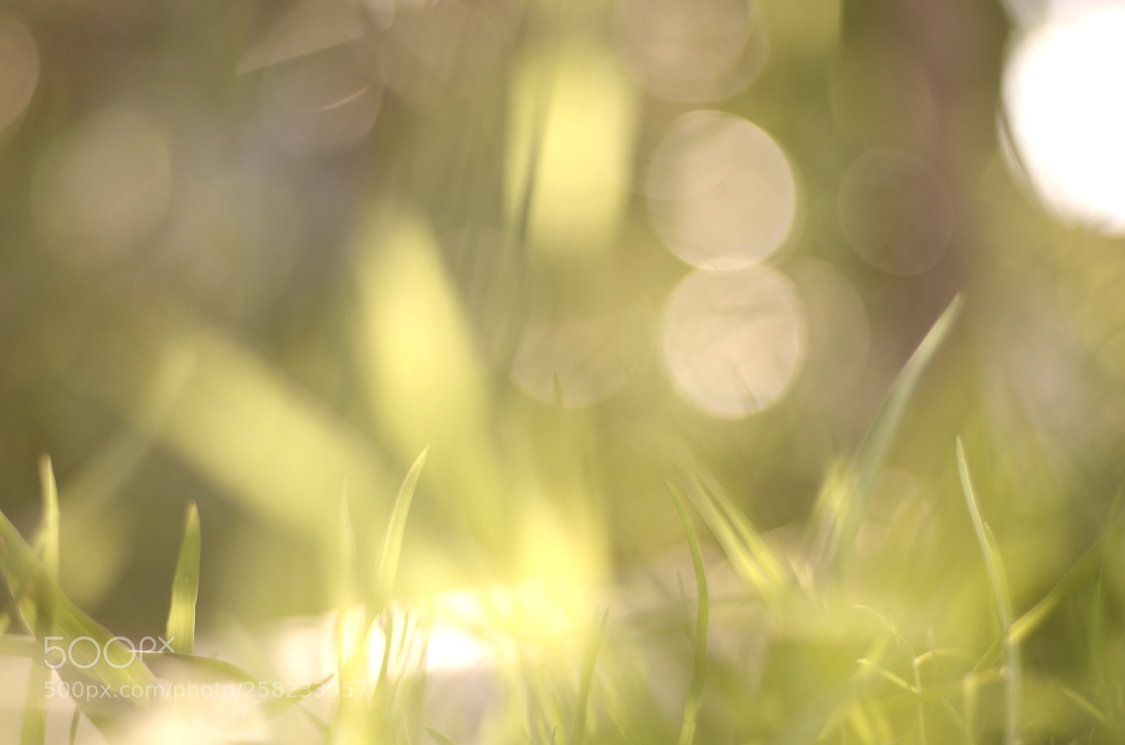 Nikon D7000 sample photo. Sun photography