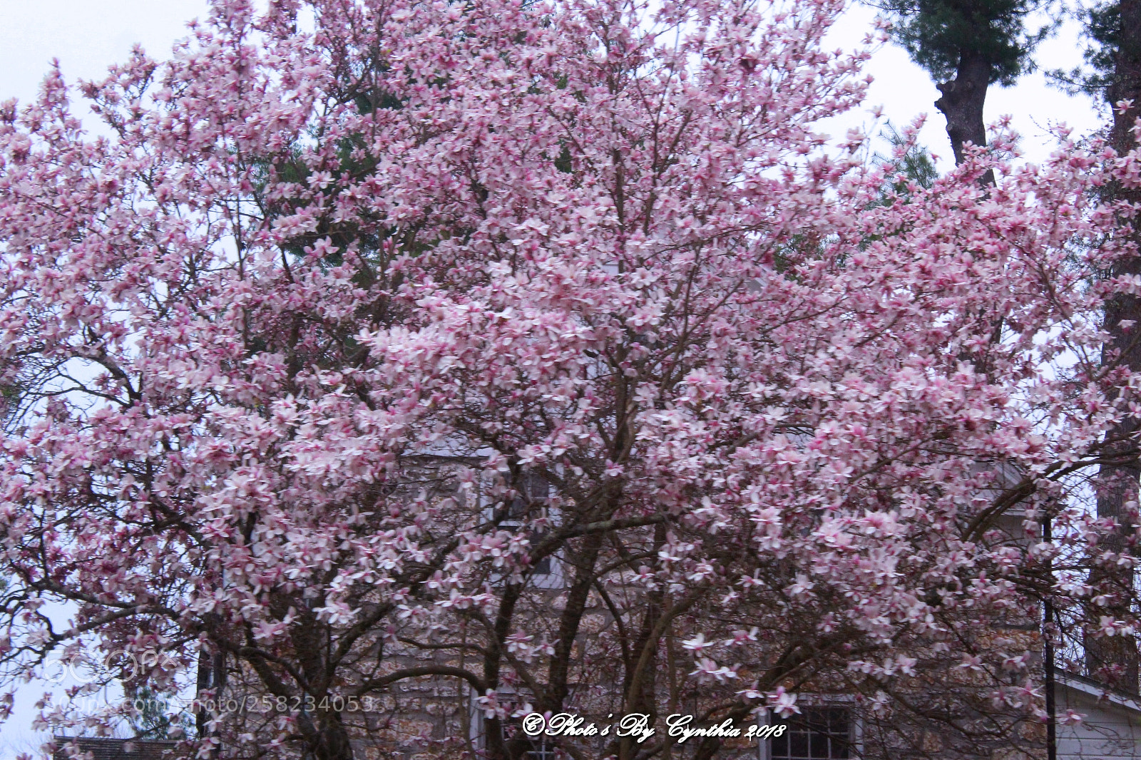 Canon EOS 1300D (EOS Rebel T6 / EOS Kiss X80) sample photo. Japanese cherry blossom trees photography