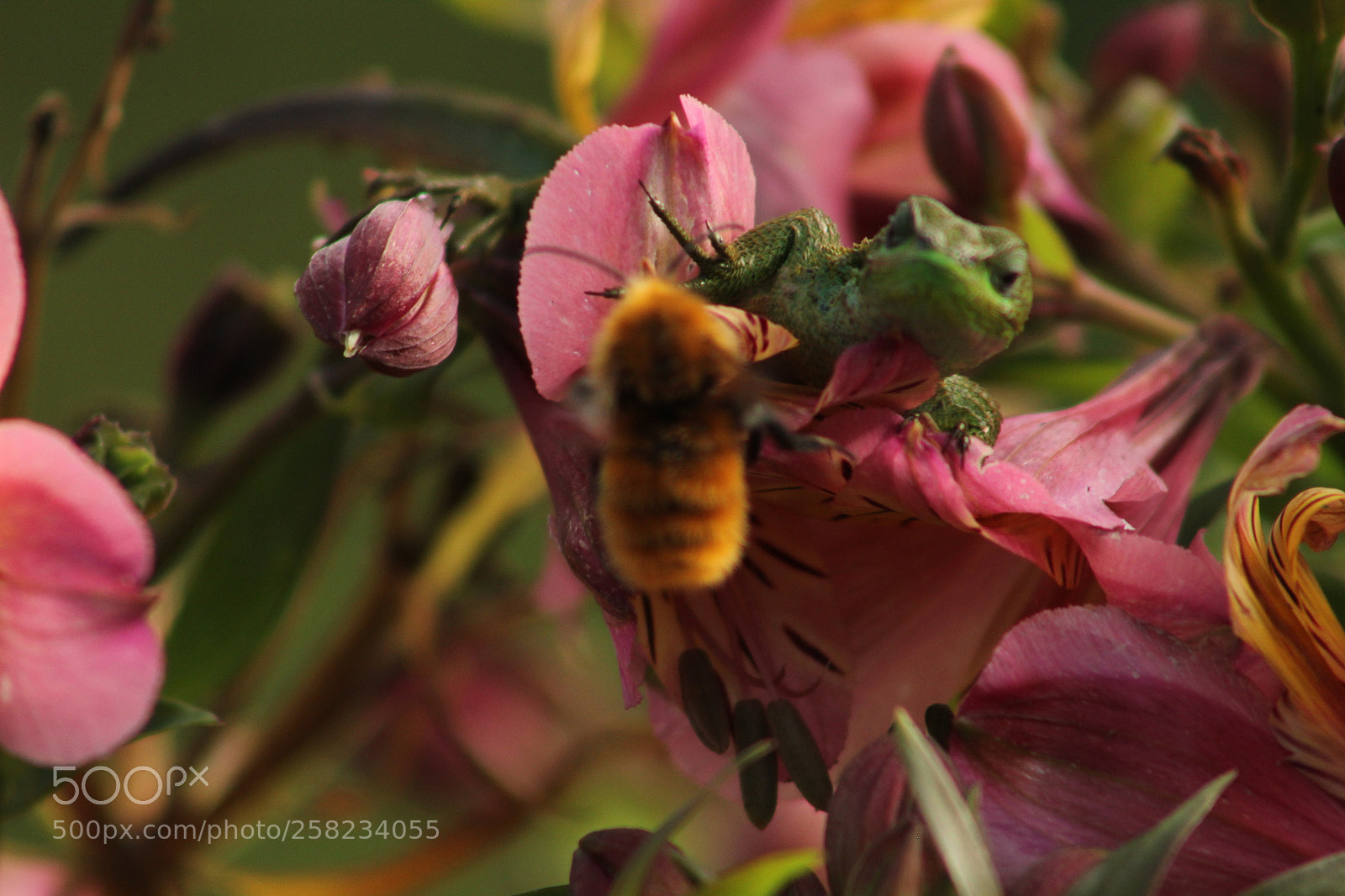 Canon EF 75-300mm f/4-5.6 sample photo. Untitled photography
